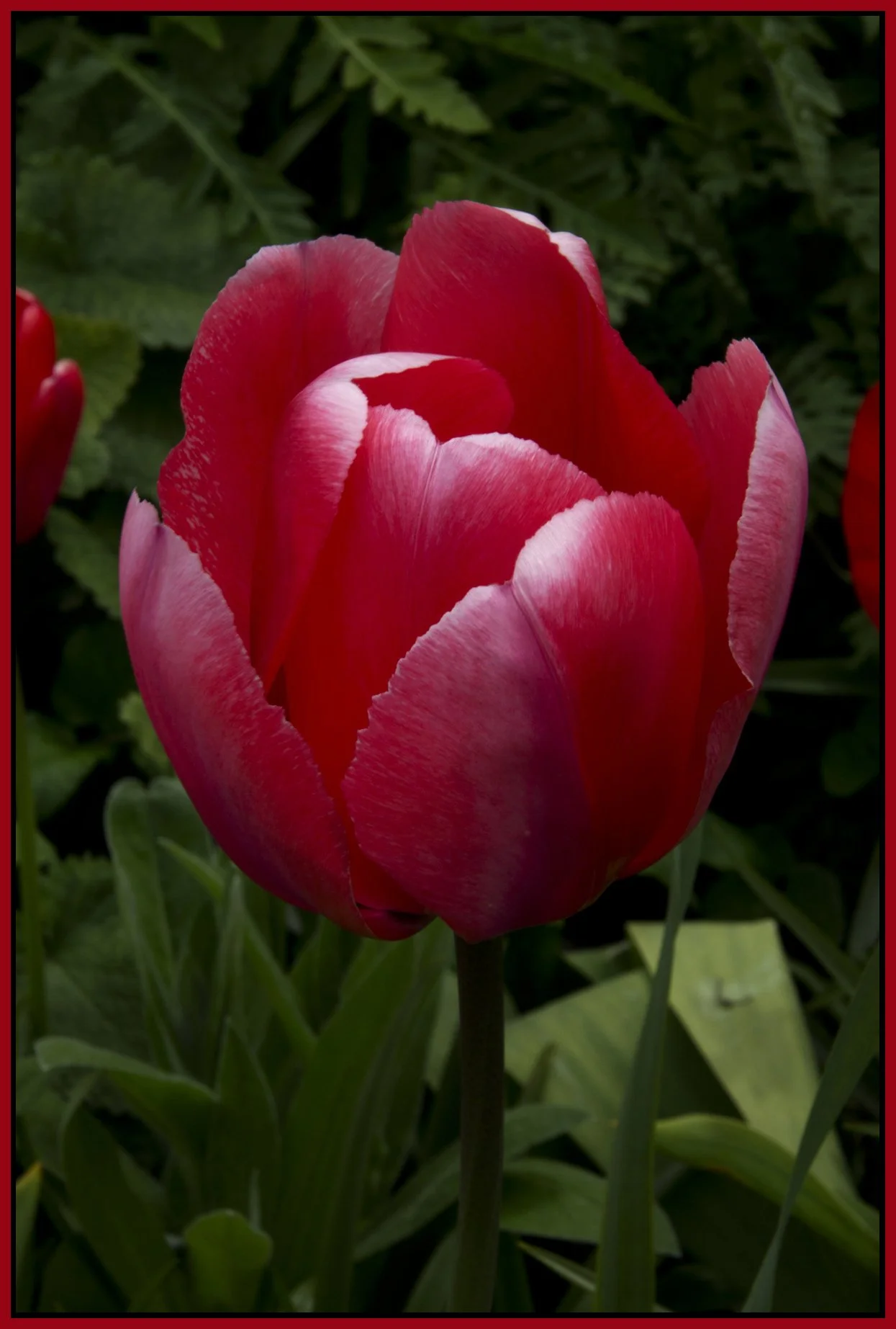 Flowers_May 4_2011_3505_4x6s.jpg
