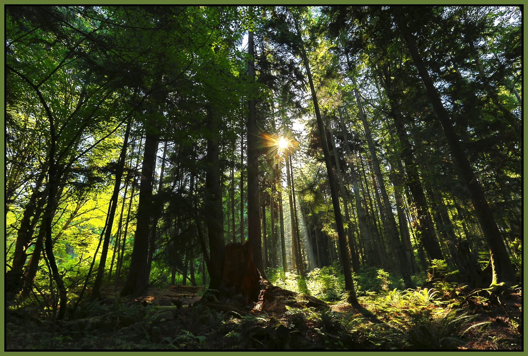 Stanley Pk Trees_Jul 26_2016_HDR_L7708_4x6s.jpg