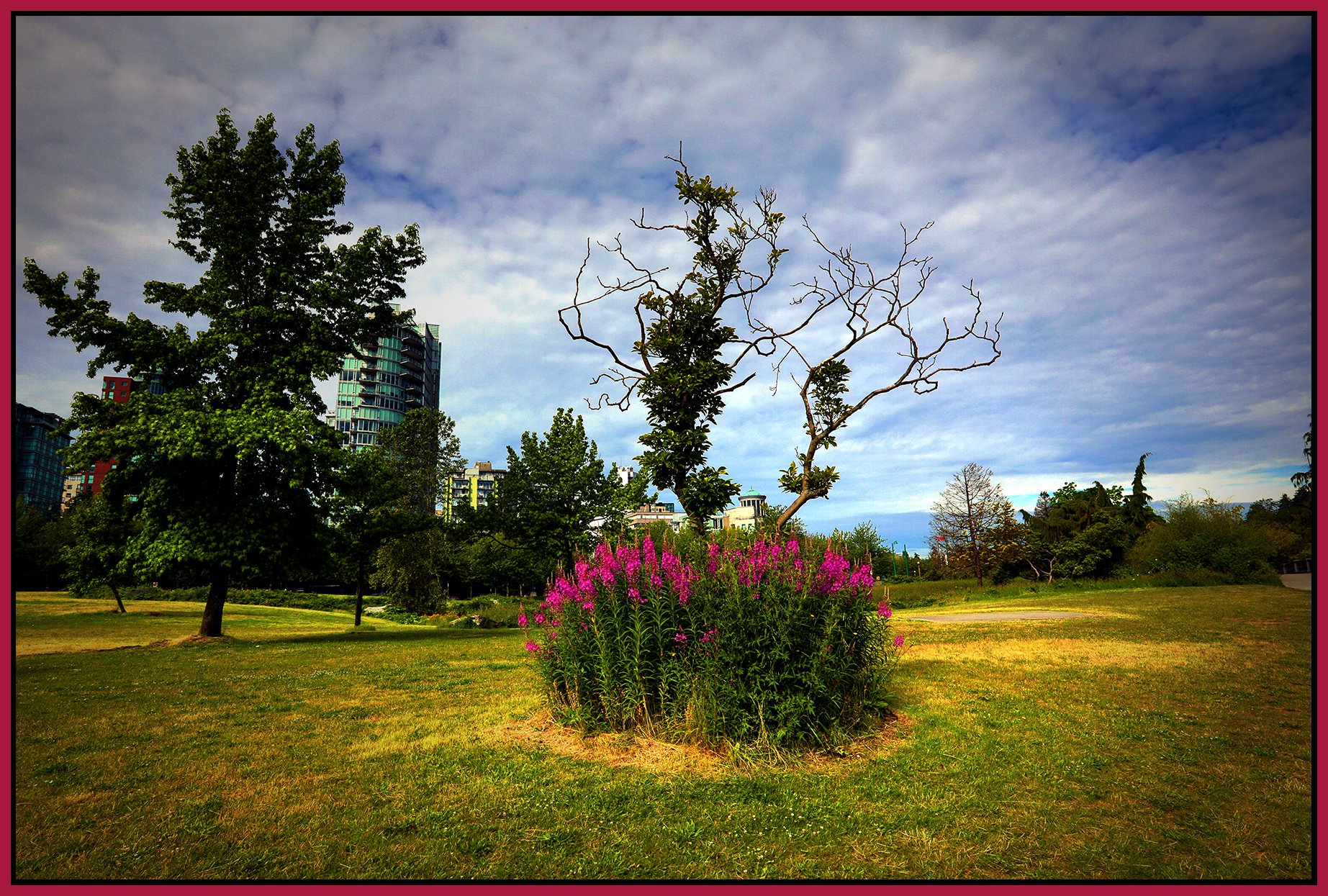 Devonian Park Tree_Jun 29_2024_HDR_4J1872_peDrkImpct_4x6s.jpg