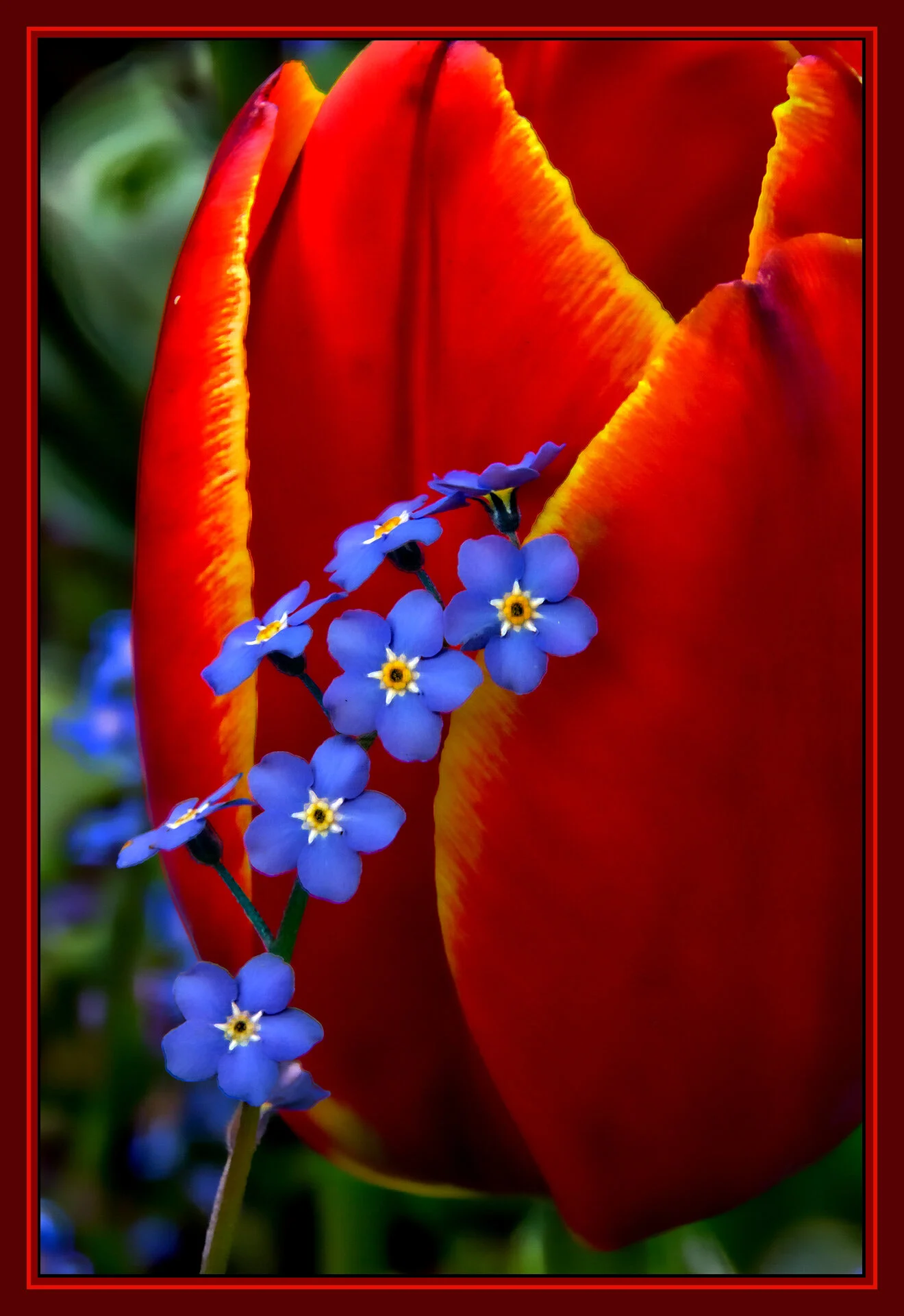 Flowers_May 8_2011_3791_peHdr2013_1_4x6s.jpg