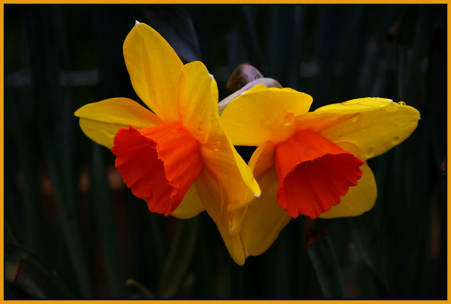 Flowers Daffodils_Apr 3_2022_CR2_5B1245_peS&s_4x6s.jpg