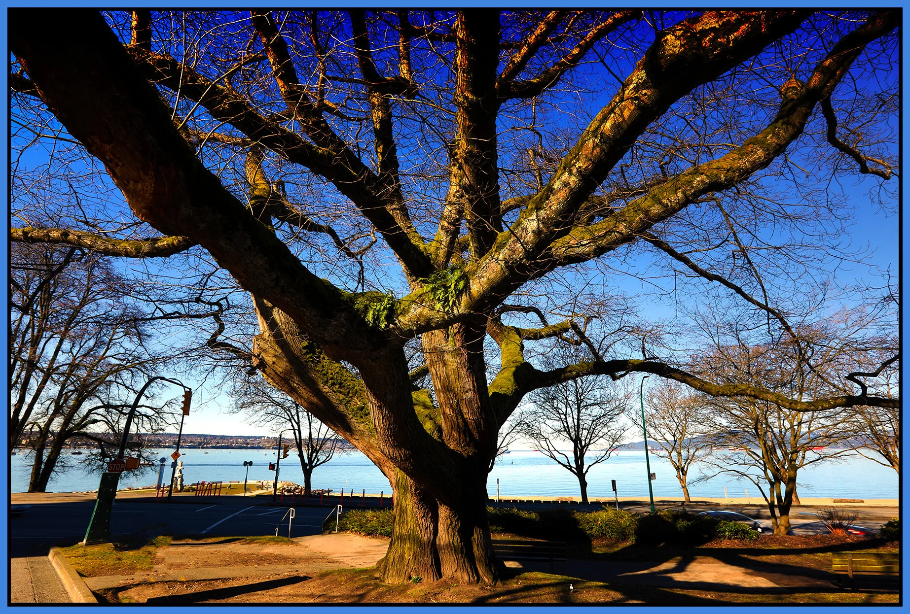 English Bay Tree_Mar 18_2019_HDR_E6767_peDramatcDkL_4x6s.jpg