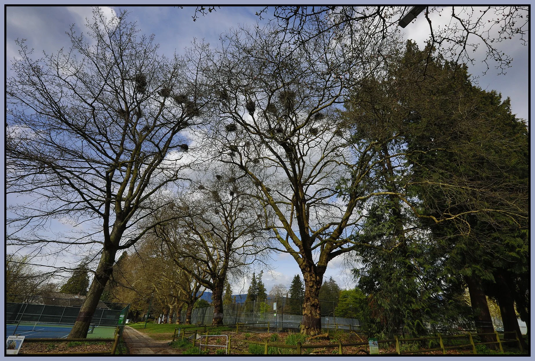 Stanley Park Trees_Apr 9_2025_HDR_5F1465_4x6s.jpg