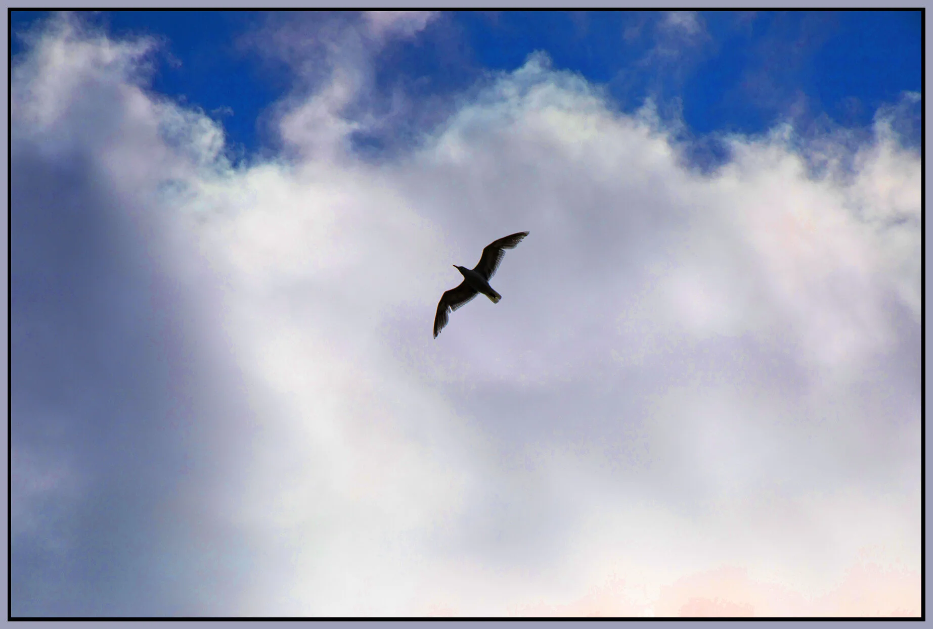 Seagull_Jun 12_2021_CR2_5A8203_peVibrClrs_ClePresrvBrtn_4x6s.jpg