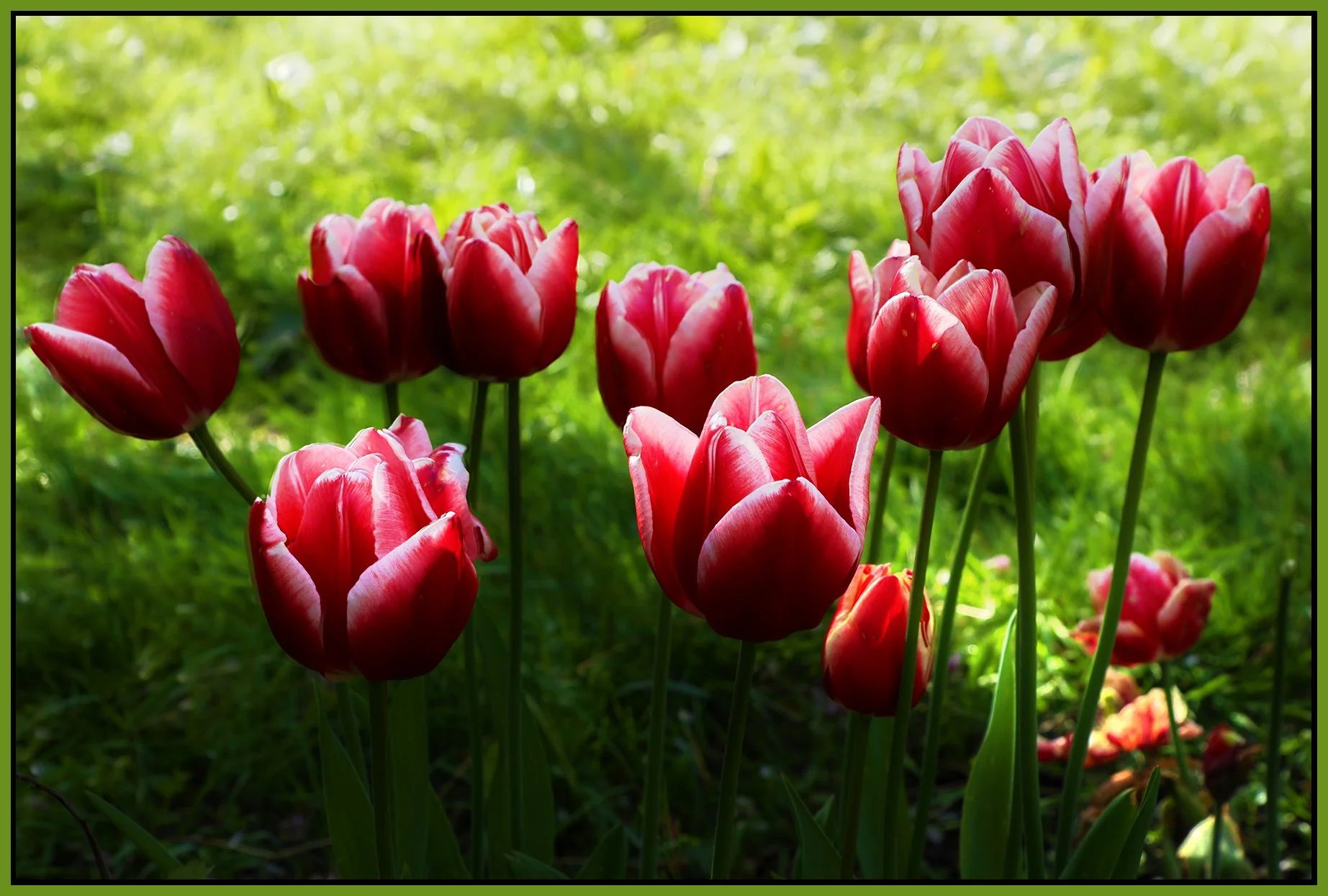Flowers Tulips_May 7_2023_HDR_4H7175_peSoftblur_4x6s.jpg