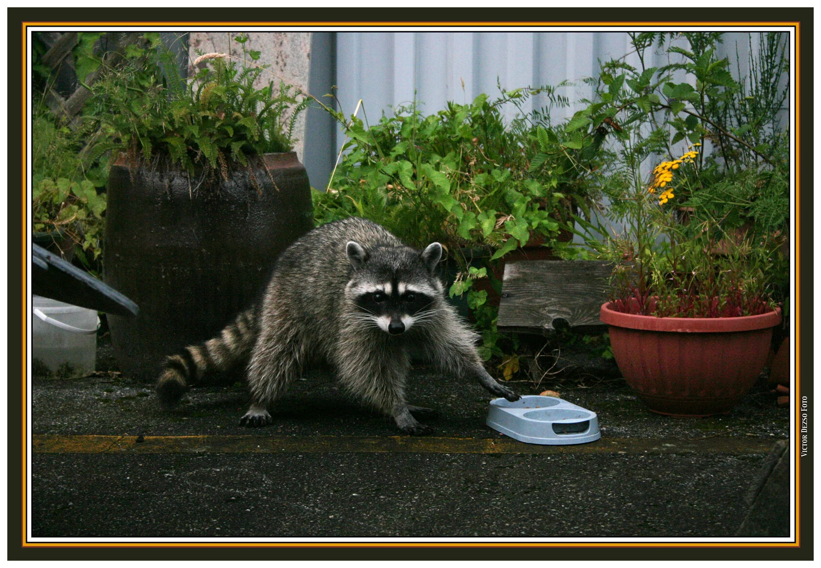 Raccoon_4951_4x6s.jpg