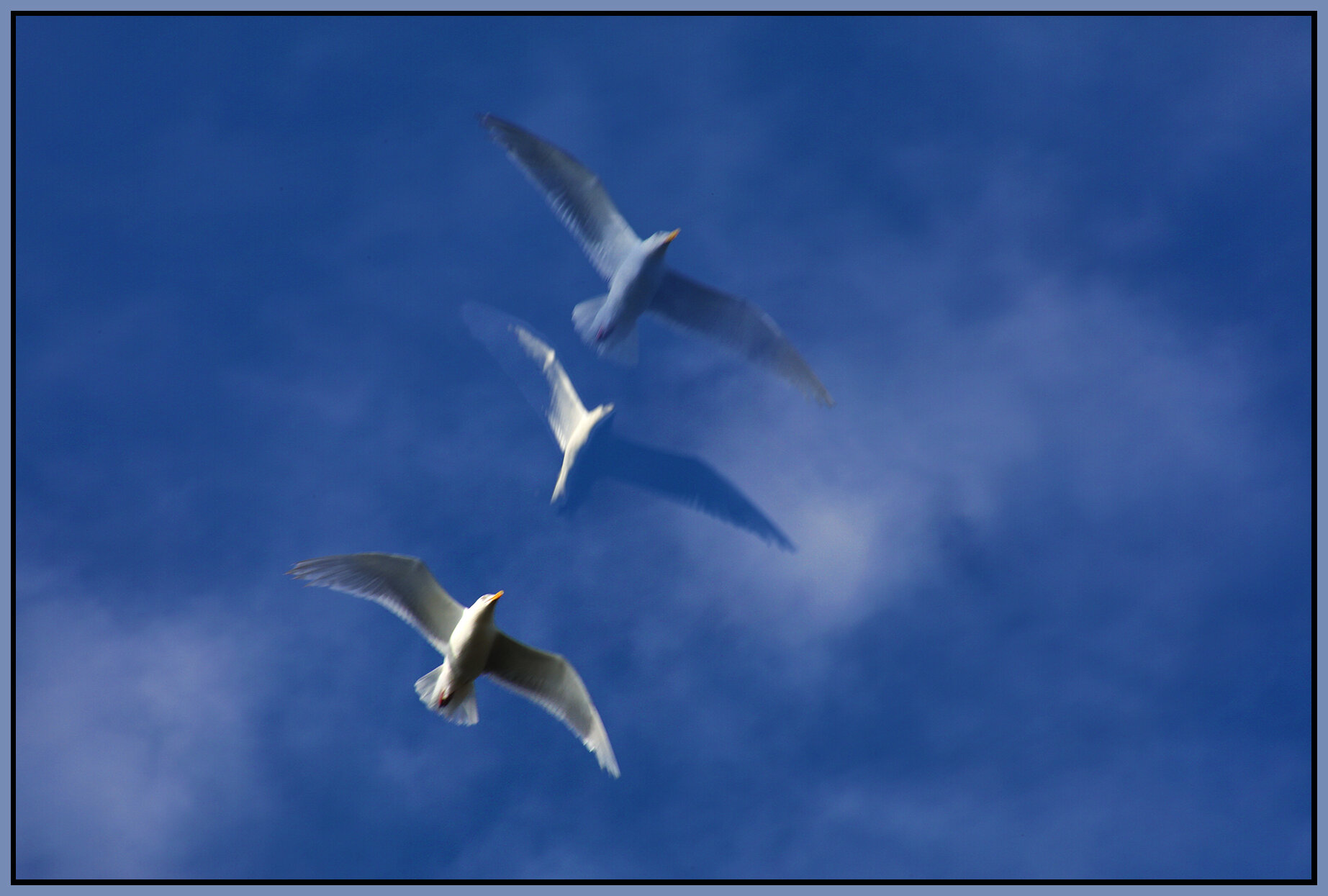 Seagull_Jul 15_2021_HDR_4G0419_4x6s.jpg