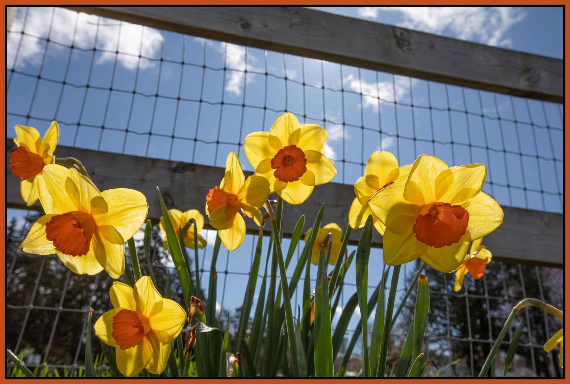 Flowers_Daffodils_Mar 25_2026_CR2_4L0110_4x6s.jpg