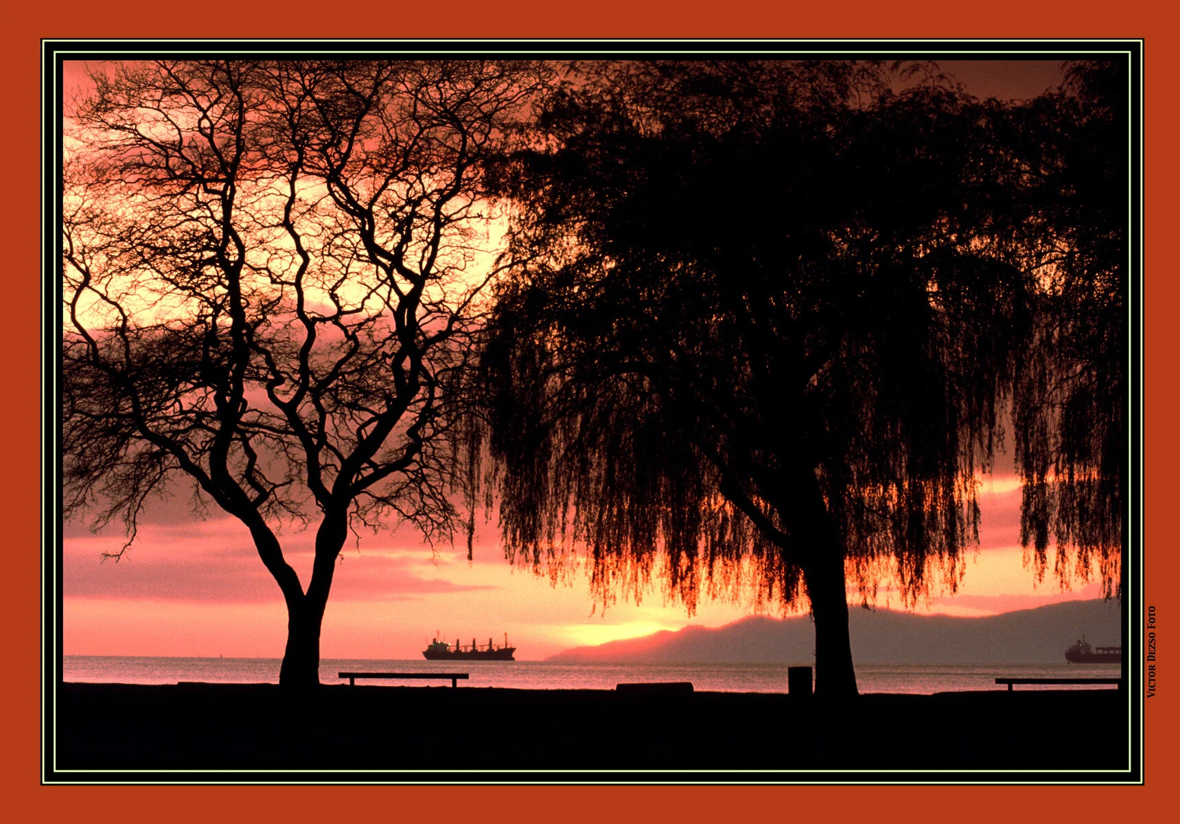 Kits Beach Trees_1980's_2_4x6s.jpg