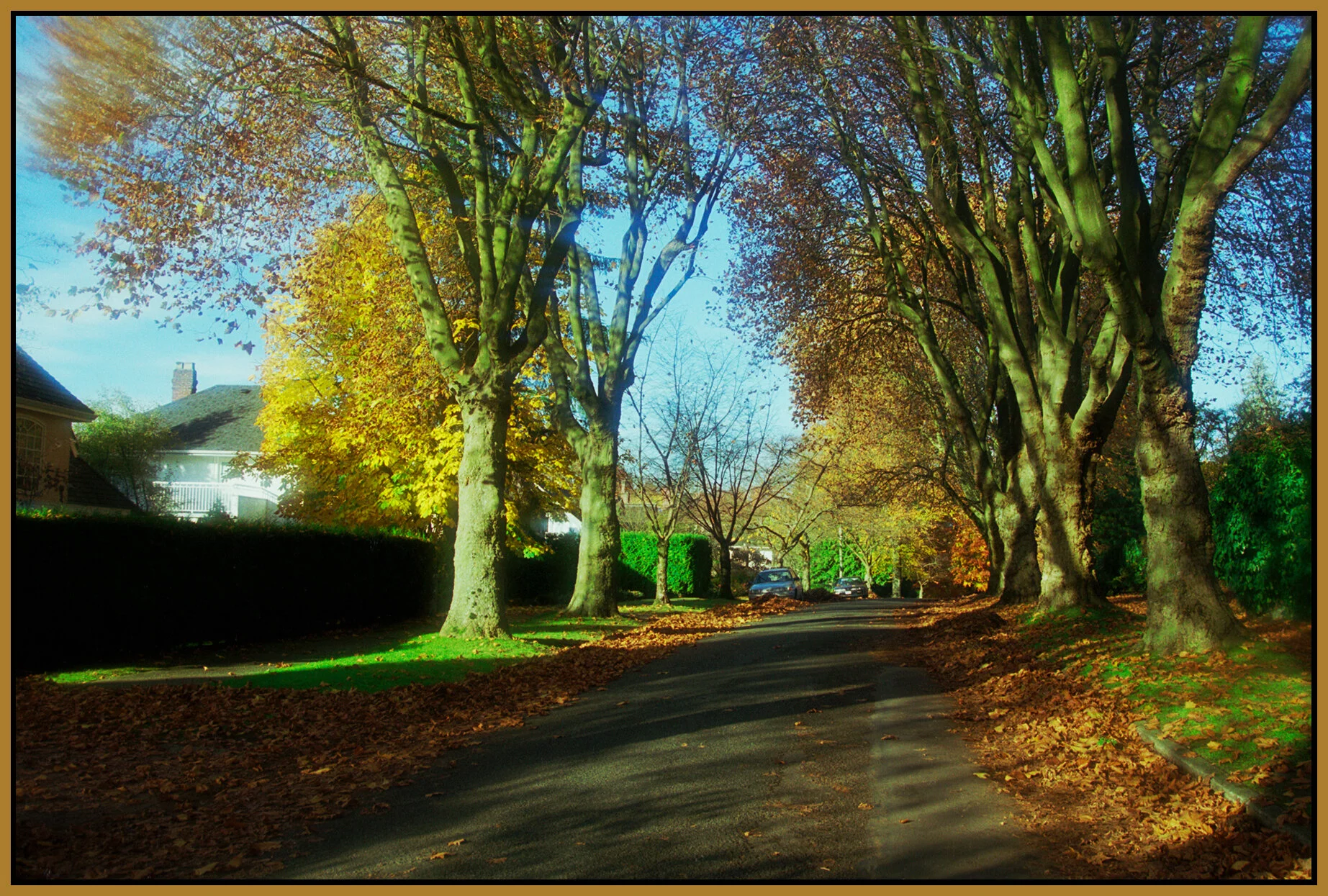 Fall Trees-_Nov 8_1997_11_4x6s.jpg