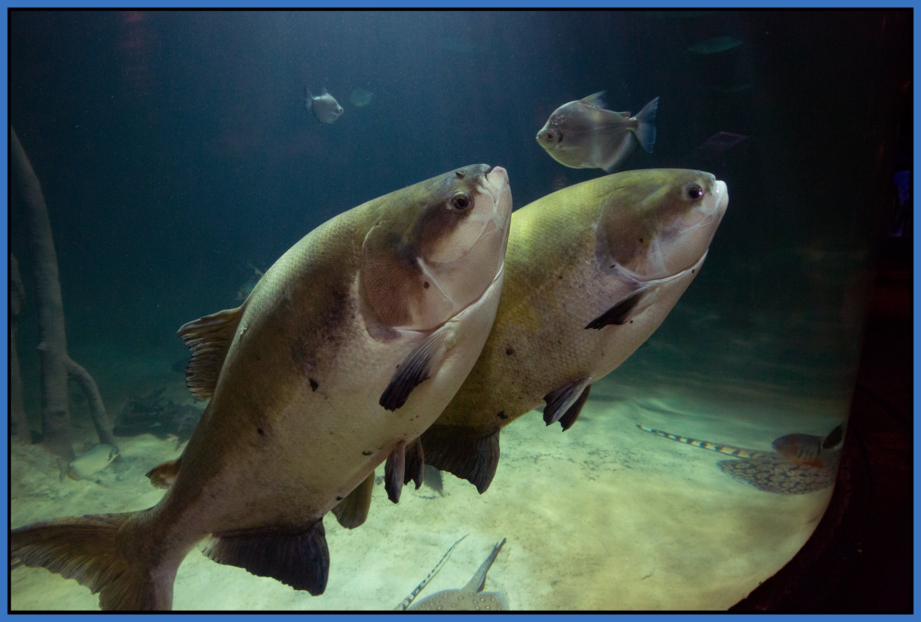 Vancouver Aquarium_Apr 20_2015_CR2_F4909_4x6s.jpg