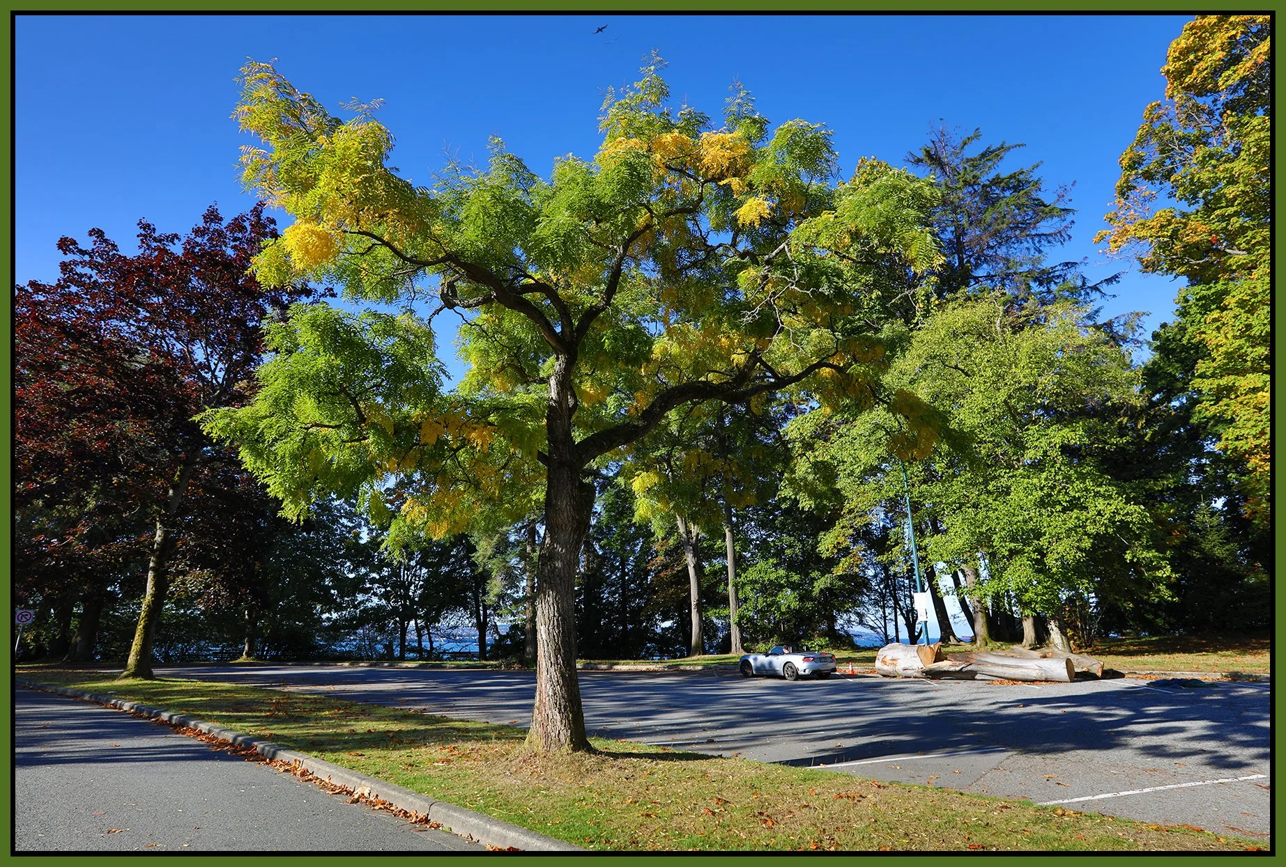 Stanley Park Tree Sep 30_2023_HDR_5C6620_4x6s.jpg