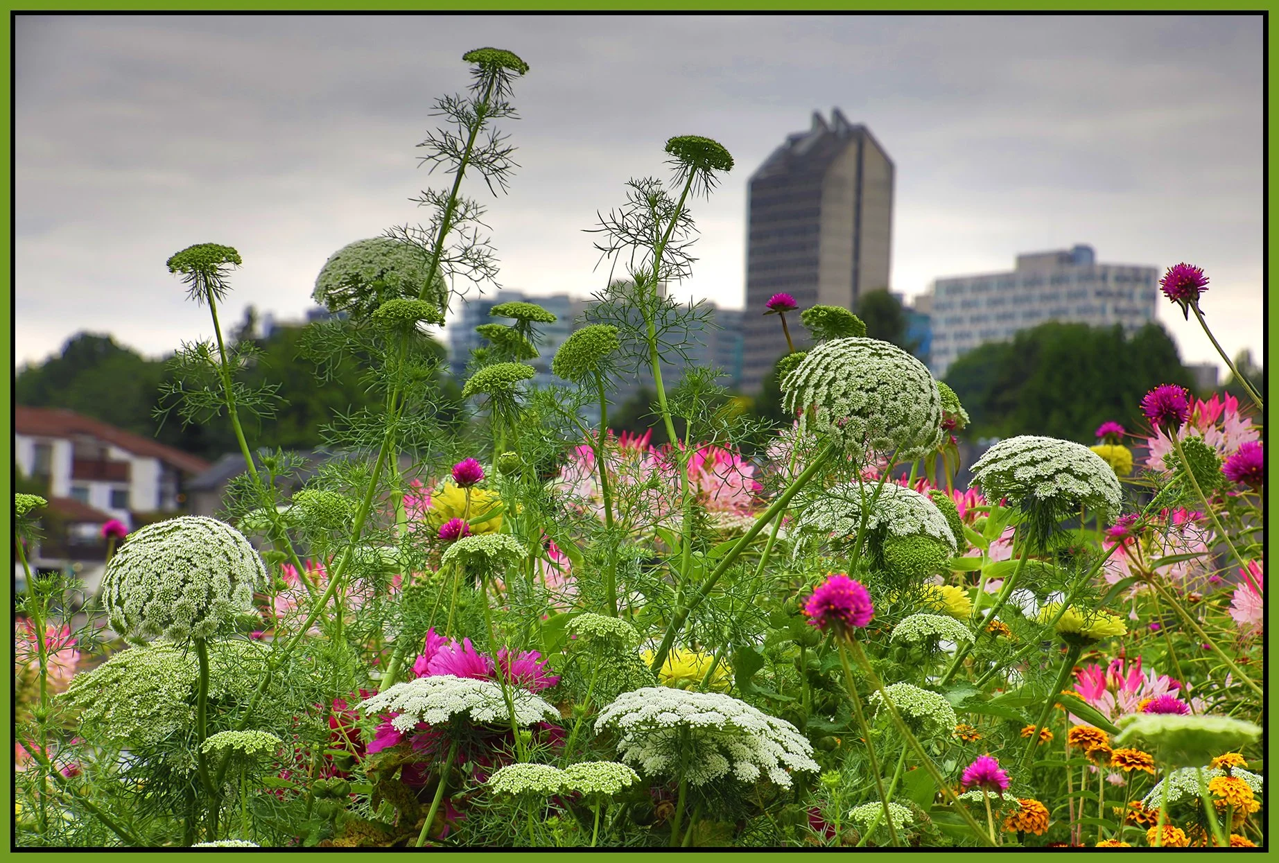 Flowers_Aug 14_2024_HDR_5E8262_4x6s.jpg