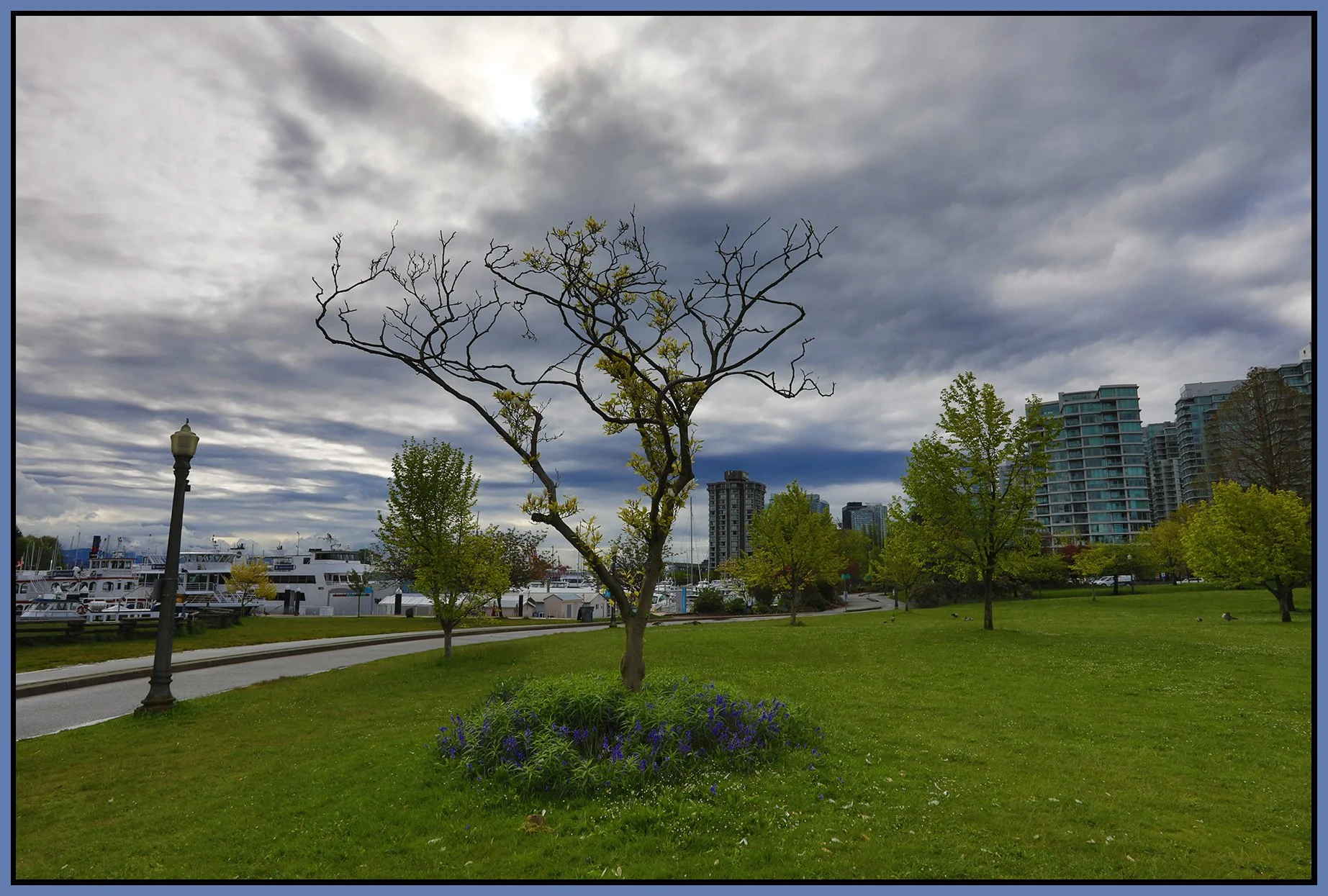 Devonian Harbour Pk Tree_May 16_2022_HDR_5B4890_4x6s.jpg