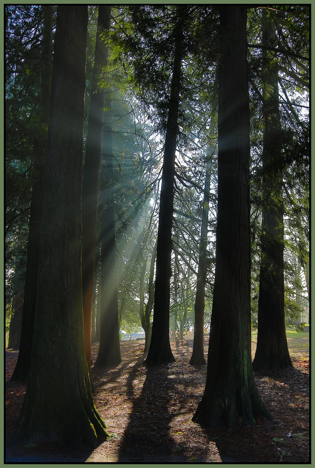 Tipperary Pk Trees_Jan 27_2022_HDR_4G6500_4x6s.jpg