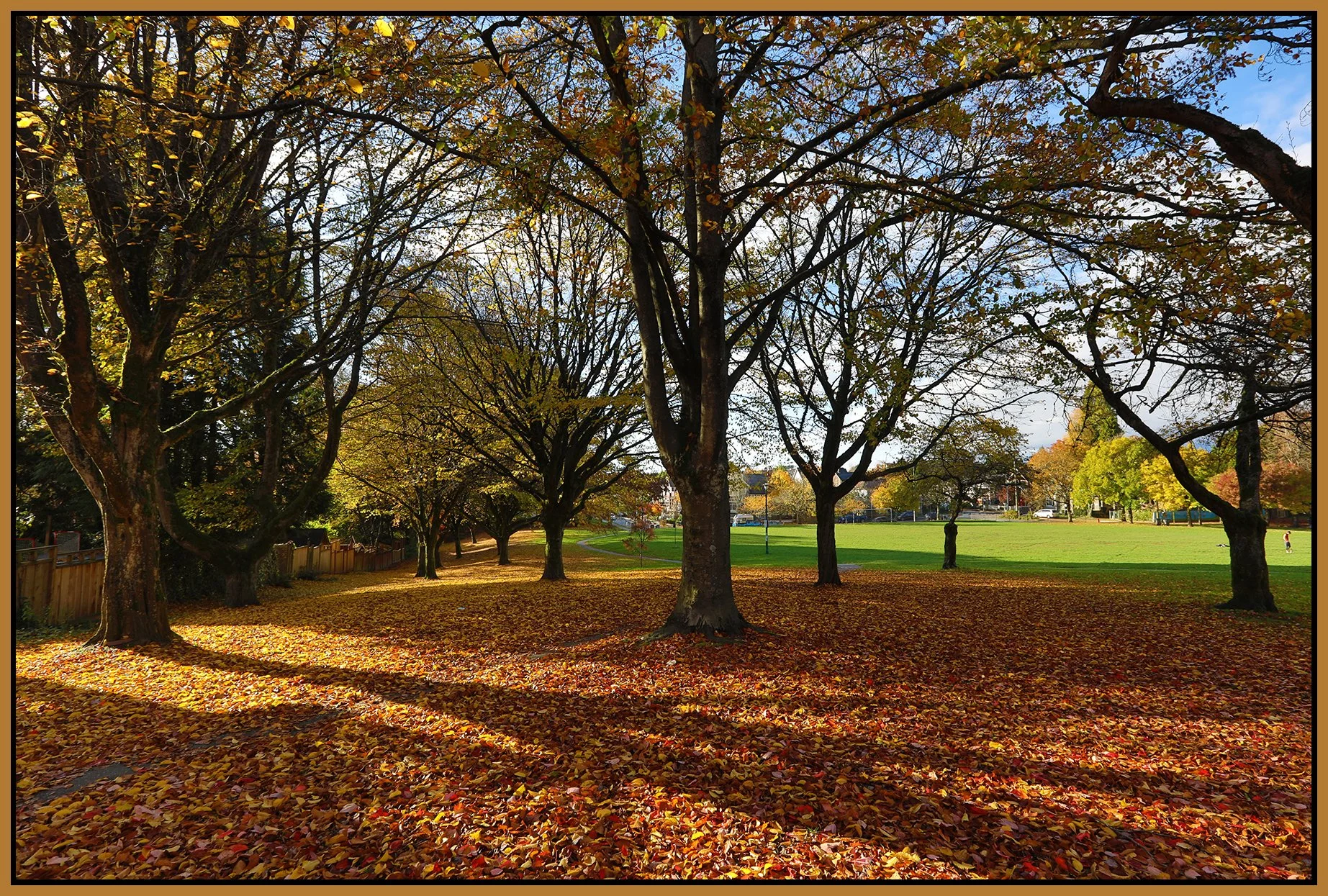 McSpadden Park Trees_Oct 29_2021_HDR_5A8905_4x6s.jpg