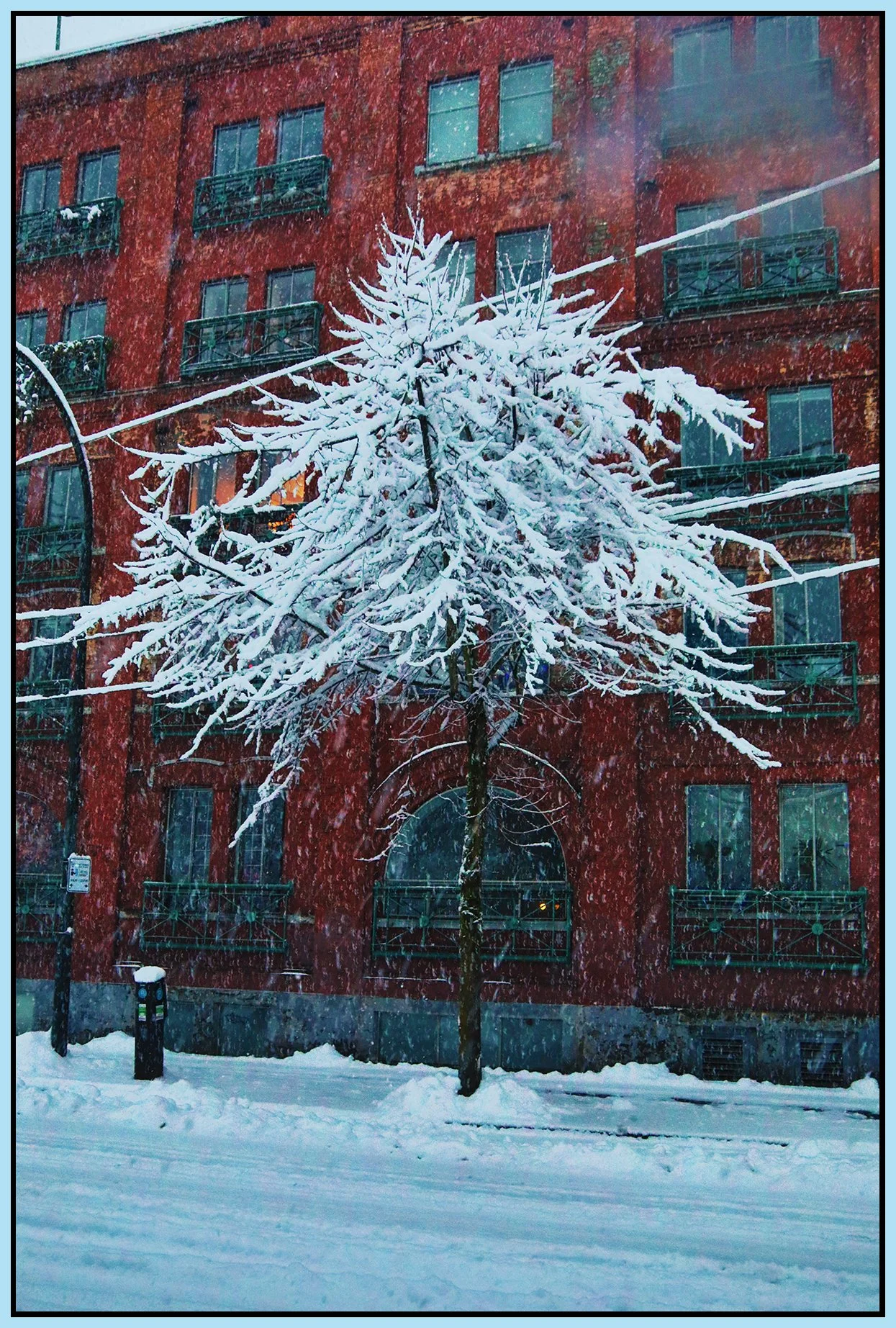 Gastown 118 Alexander St Tree in the Snow_Jan 17_2024_HDR_5E3784_4x6s.jpg