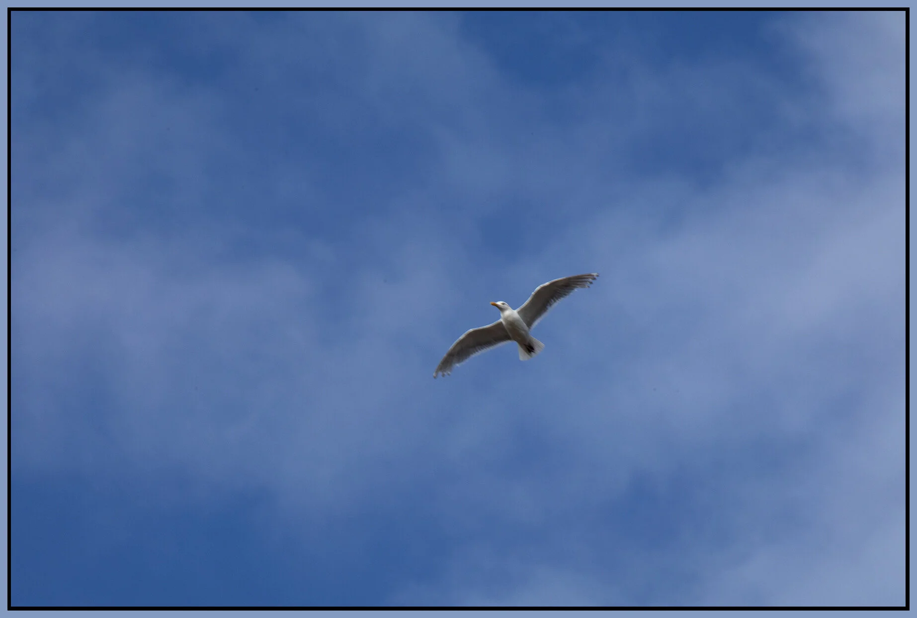 Seagull_Jul 15_2021_CR2_4G0457_4x6s.jpg
