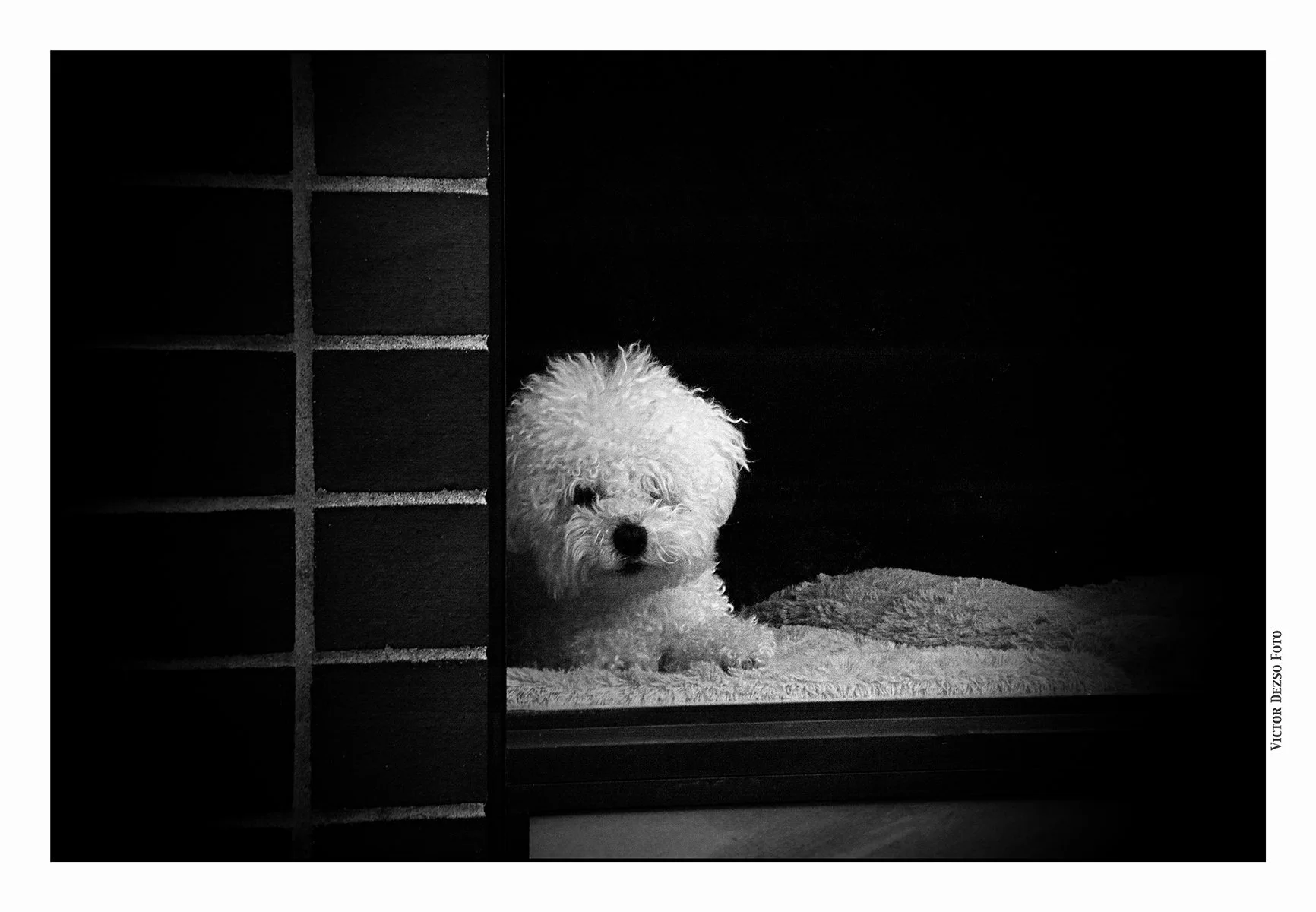 New West Doggy in a Wndow_Feb 18_2026_CR2_4K8621_peIntenseDetail_RFP_4x6s.jpg