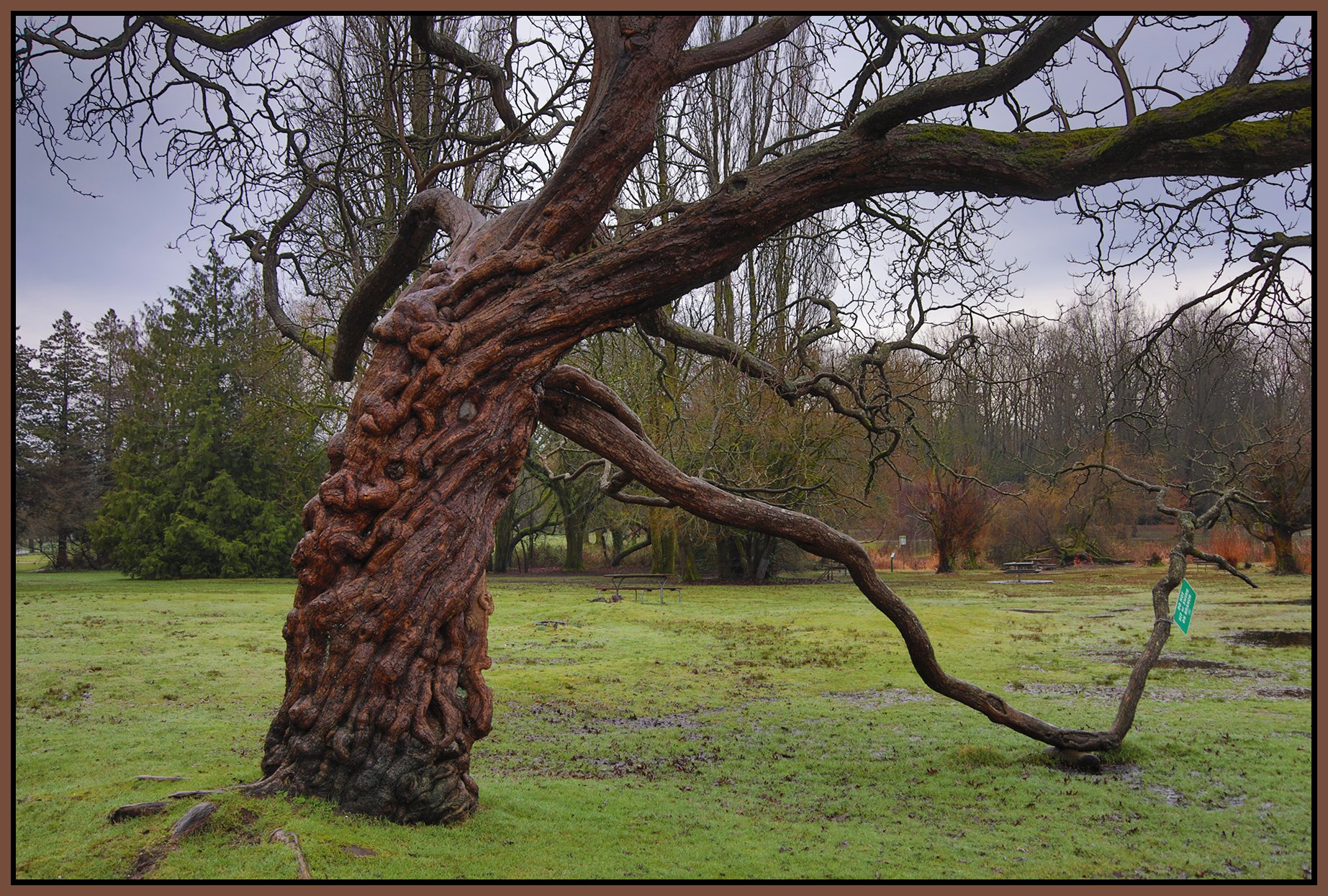 Jericho Beach Park Tree_Feb 4_2026_HDR_5F5927_4x6s.jpg