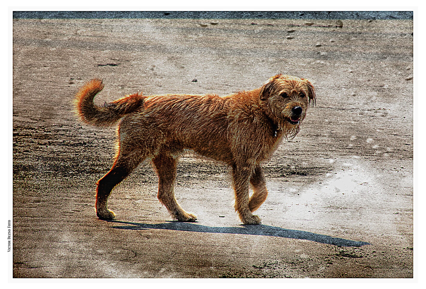 Chewey at Brownsville_Aug 21_2018_CR2_D4255_peBcd_4x6s.jpg
