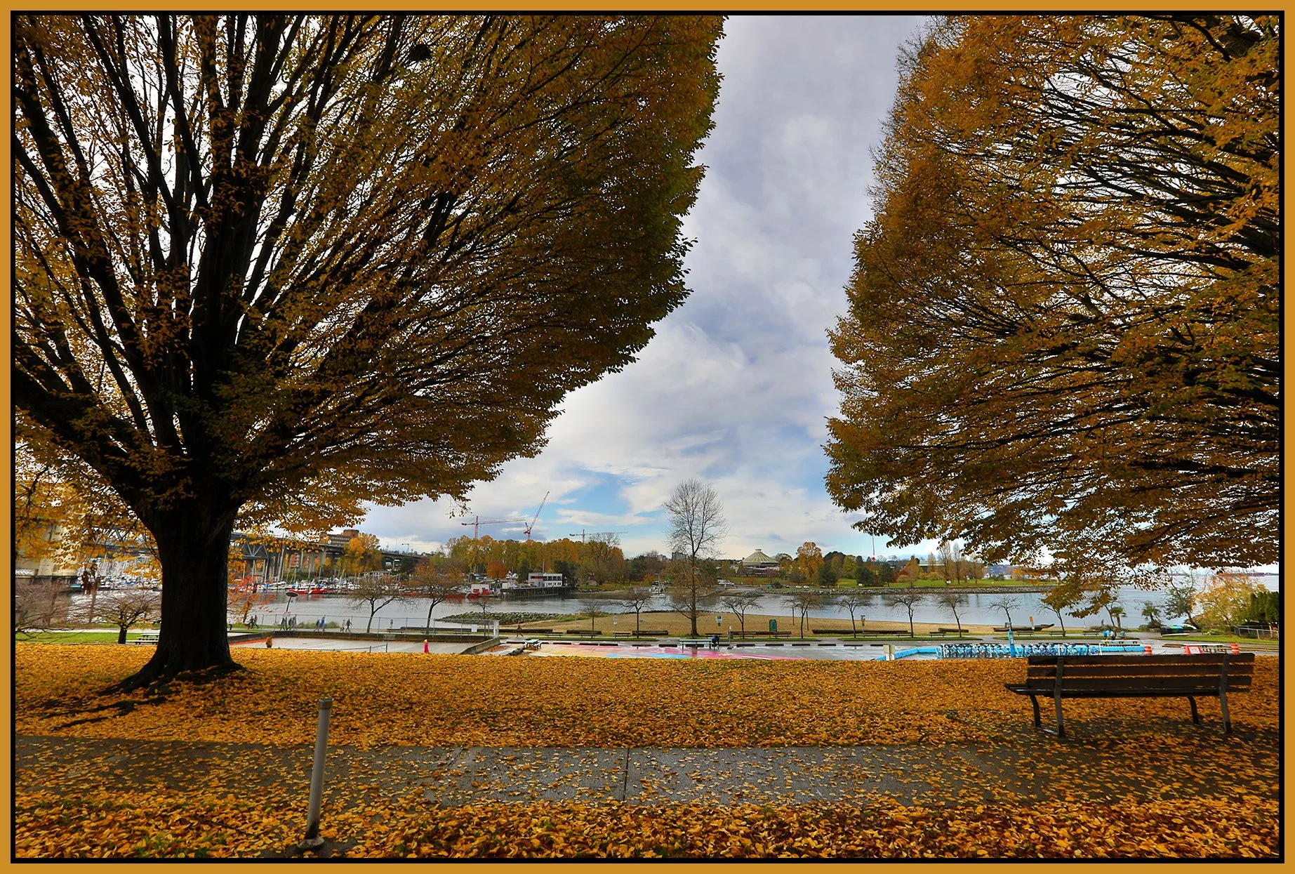 Beach Ave Trees LkgS_Nov 12_2023_HDR_5C9416_4x6s.jpg