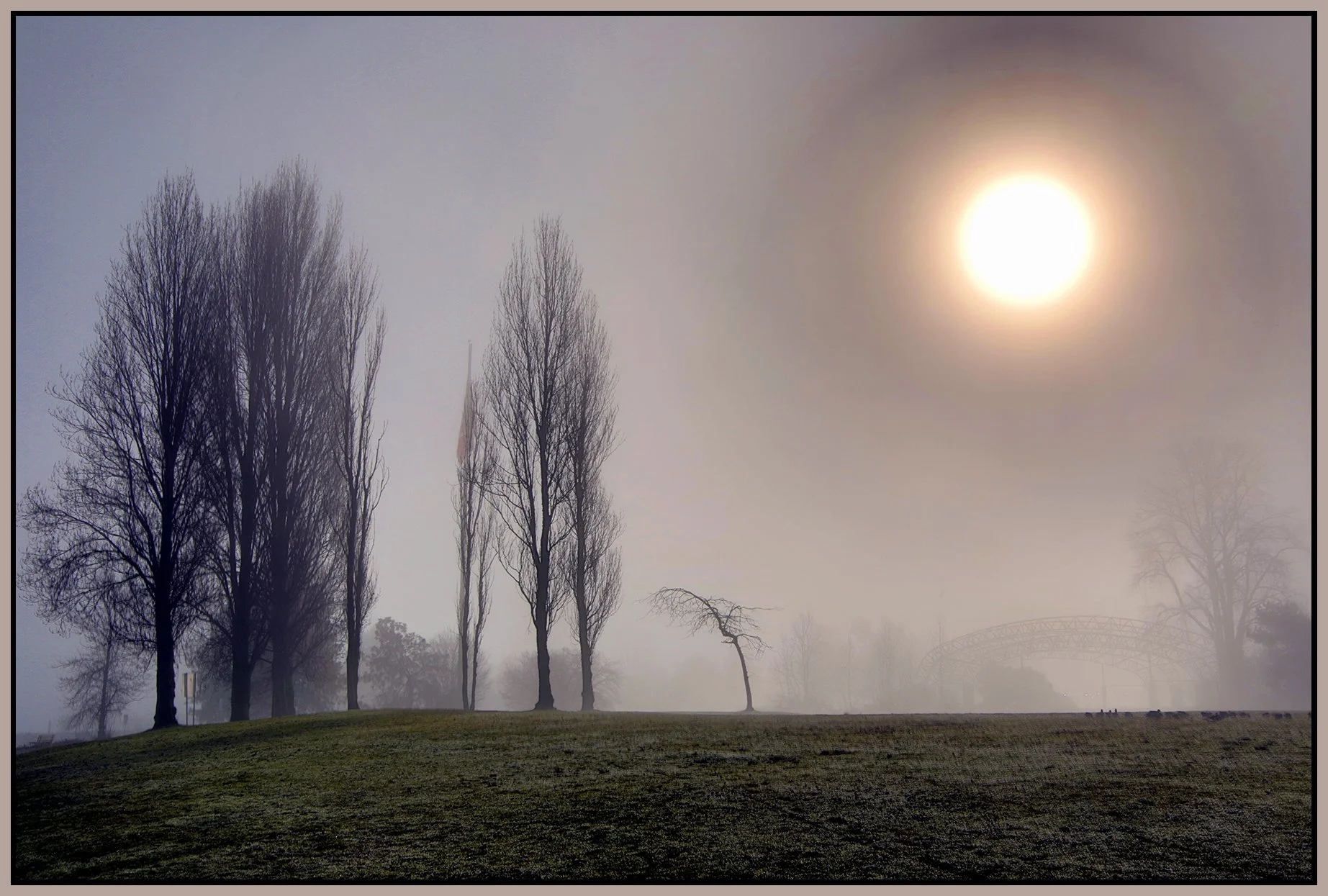 Vanier Park Trees in Fog_Jan 21_2026_HDR_5F5655_peLevelCorrct_Hyperstrip_4x6s.jpg