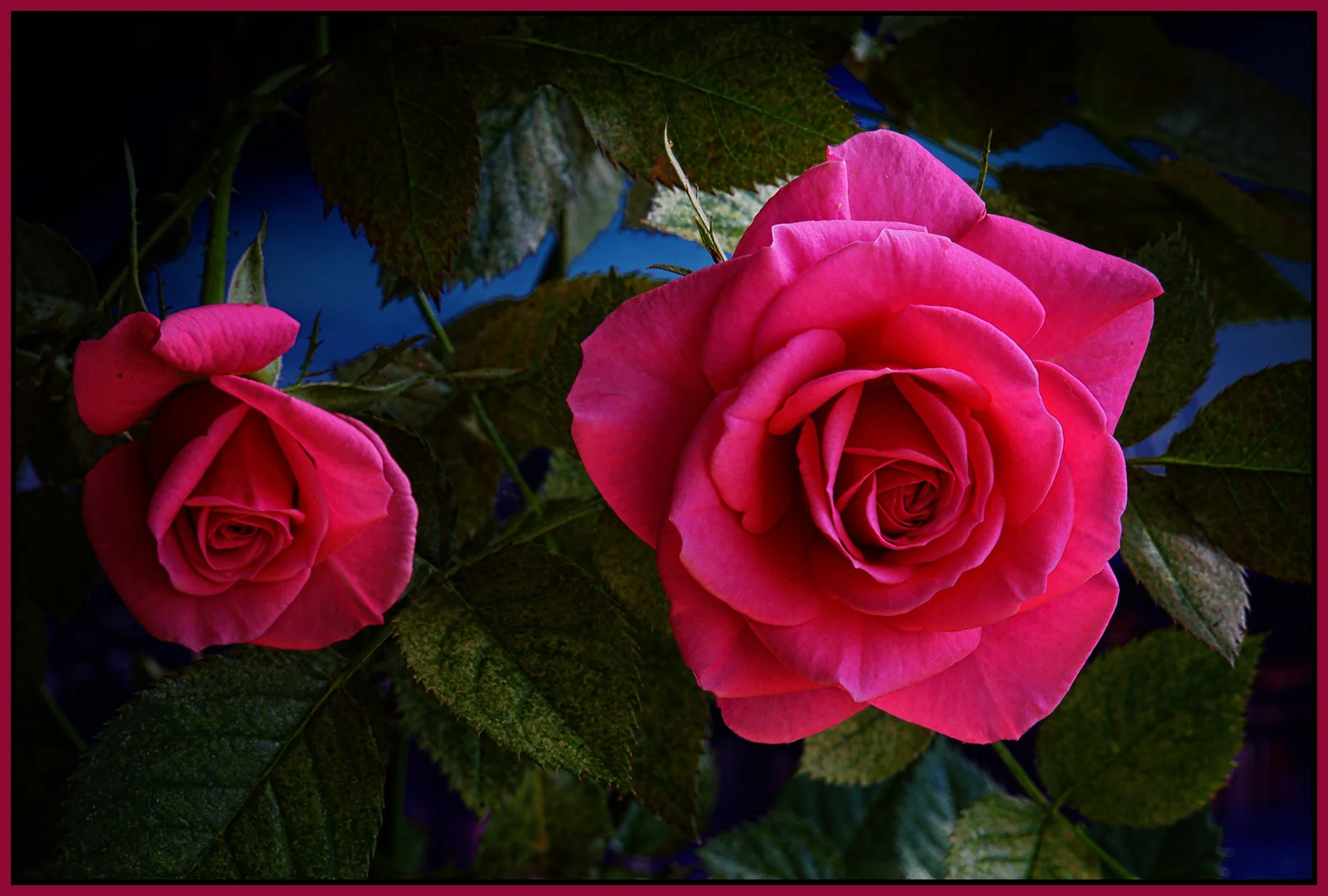 Flowers Roses_Apr 28_2023_HDR_4H6376_peShrpfctBr_4x6s.jpg