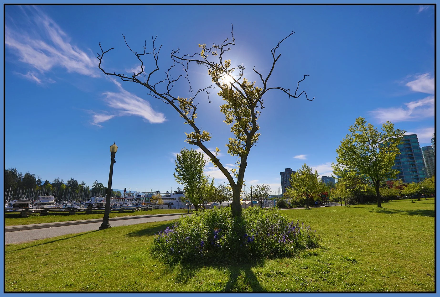 Devonian Park Trees_May 11_2024_HDR_4H8510_4x6s.jpg