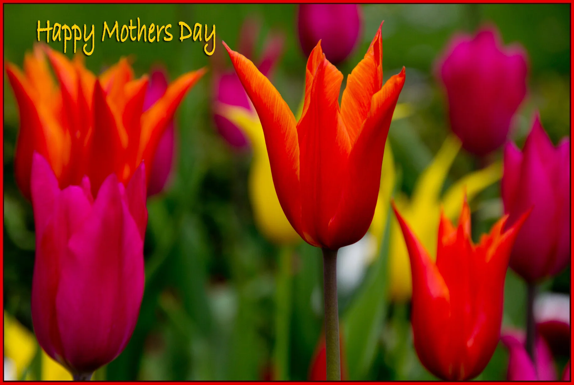 Mothers Day Tulips_Apr 29_2012_3094MD_4x6_1s.jpg