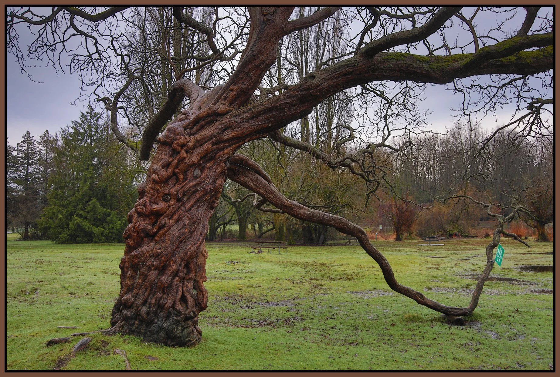 Jericho Beach Park Tree_Feb 4_2026_HDR_5F5927_4x6s.jpg