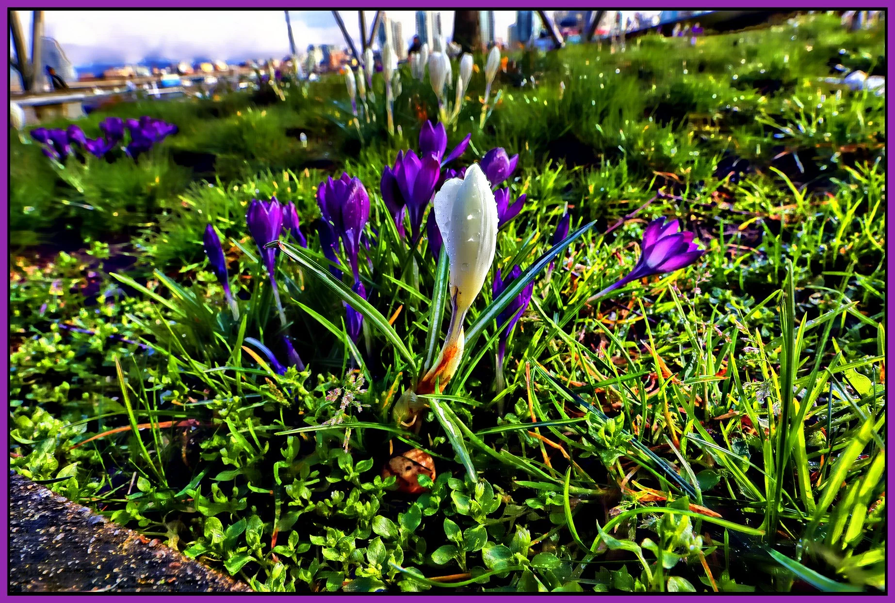 Flowers Crokuses_Mar 16_2025_HDR_F0740_peHdr2013_1_4x6s.jpg