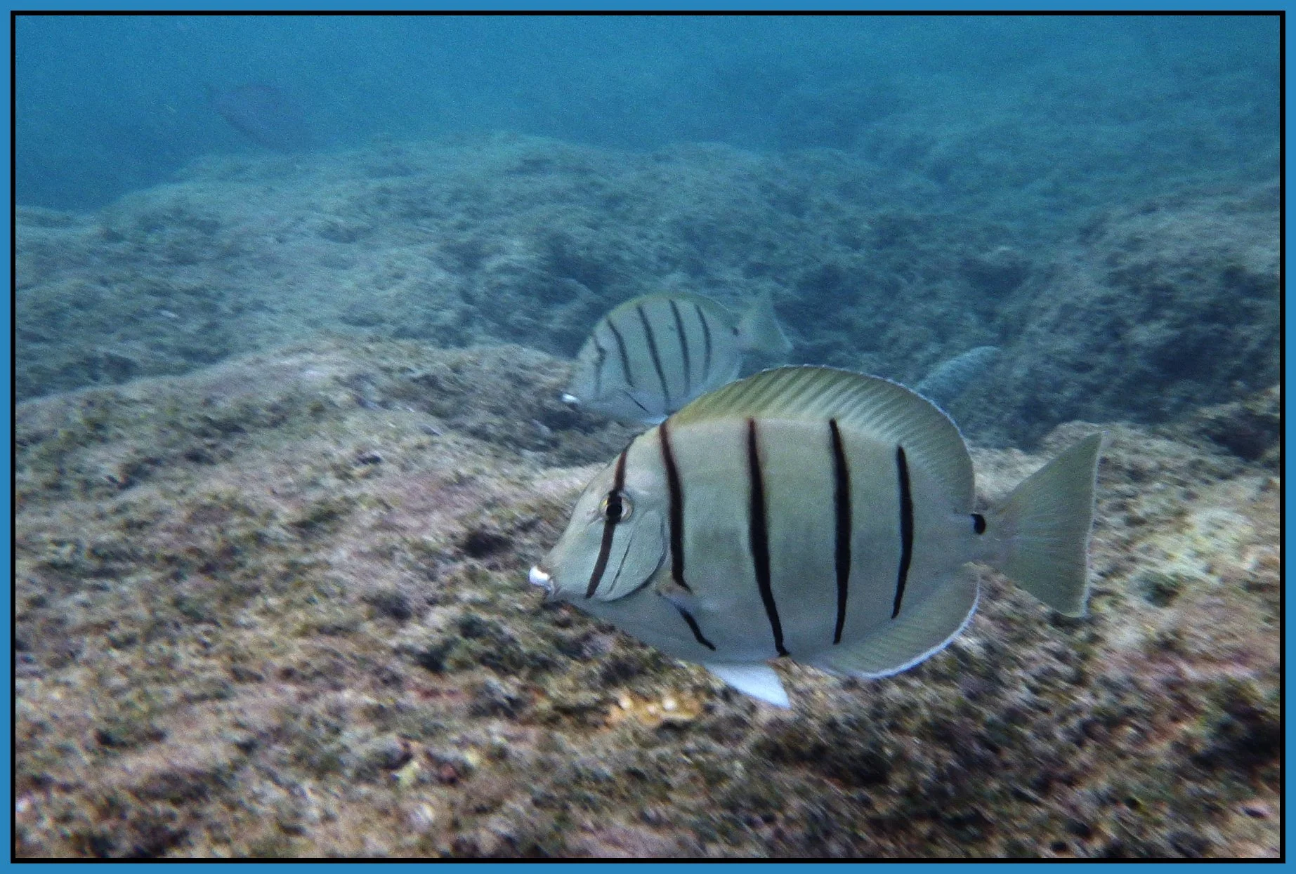 Hawaii Nov 23_2012_VDF10191_4x6s.jpg