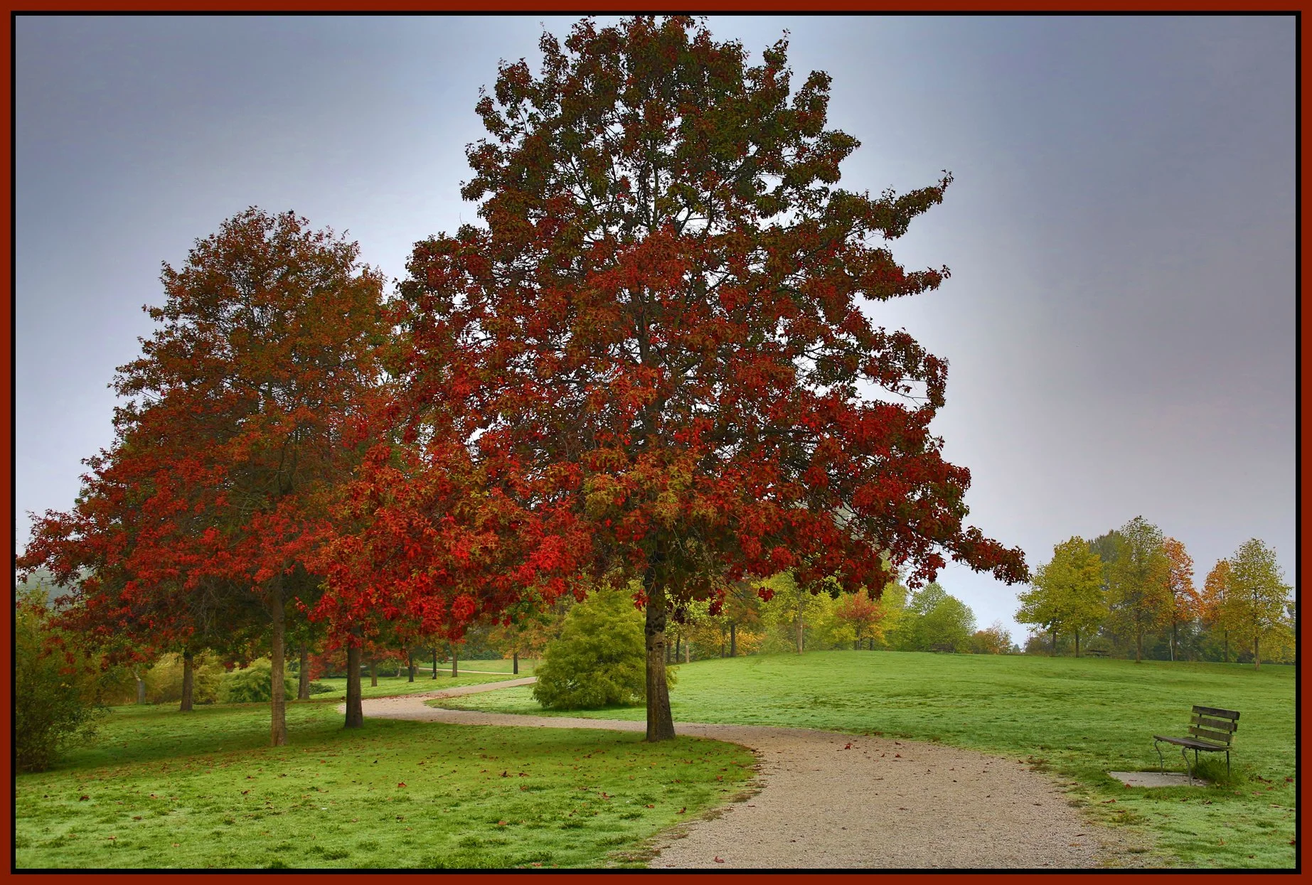 Jericho Beach Trees_Oct 1_2015_HDR_H0240_4x6s.jpg