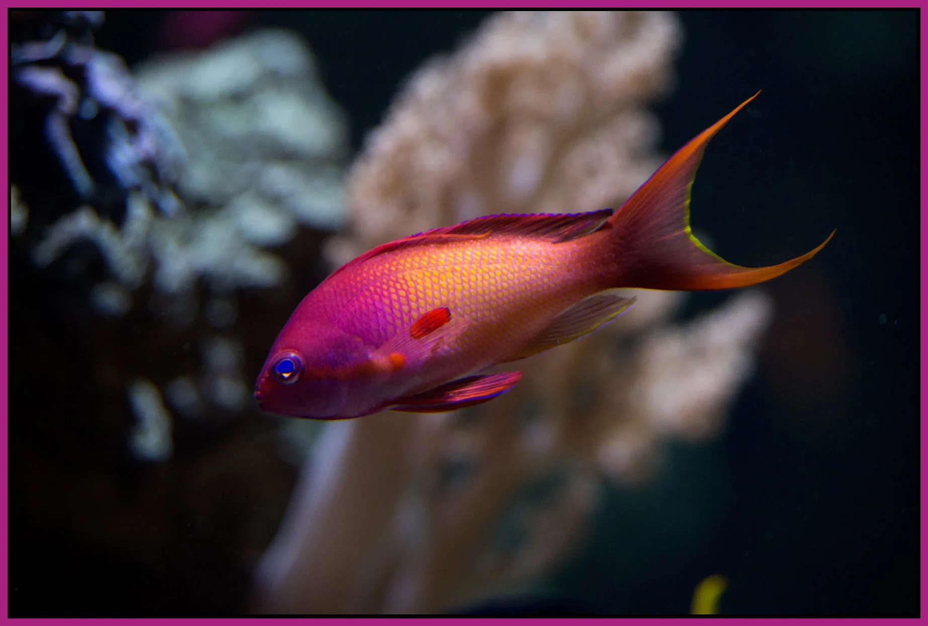 Vancouver Aquarium_Apr 20_2015_F5075_4x6s.jpg