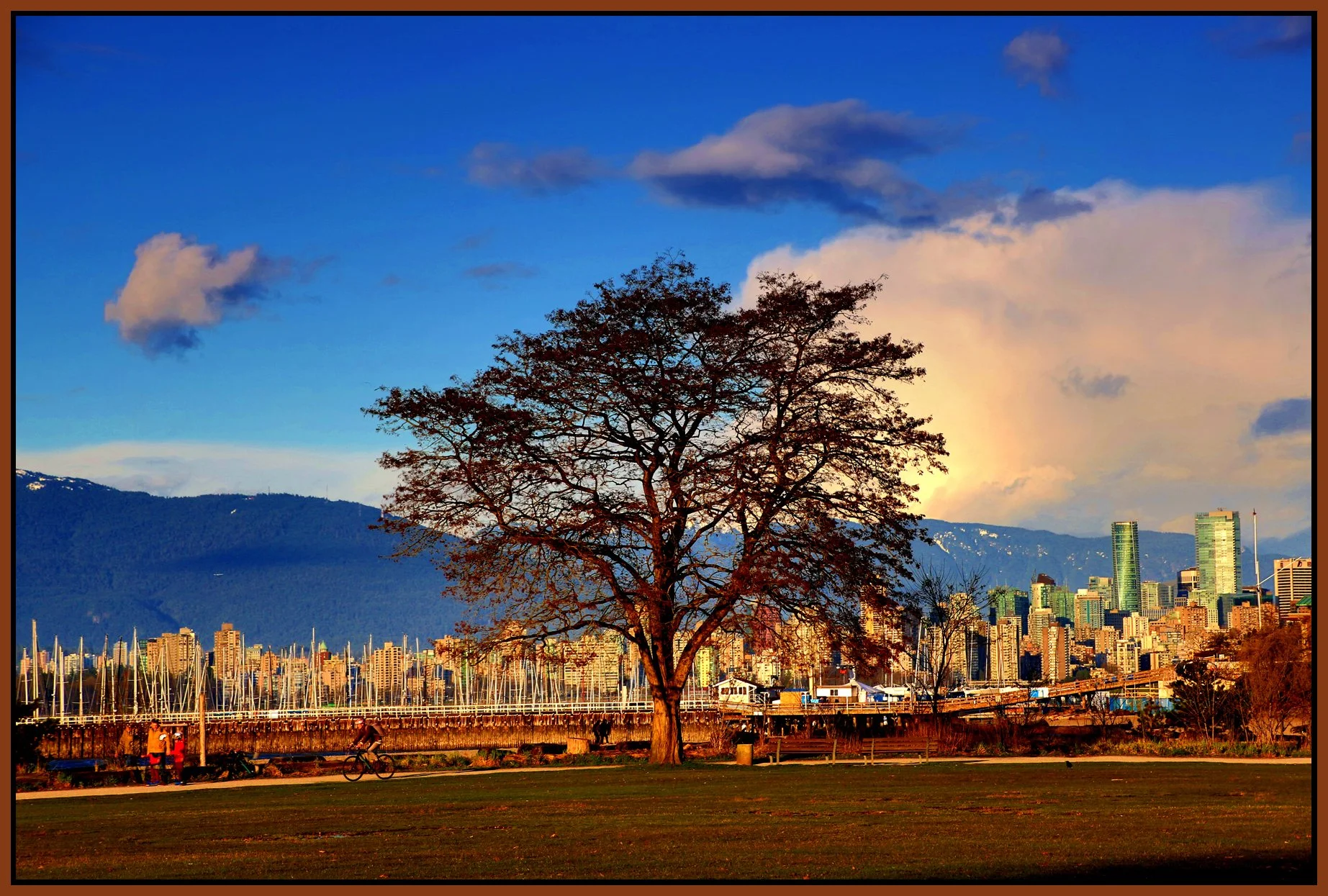 Jericho Beach Tree_Apr 3_2017_HDR_L2824_peDj_4x6s.jpg