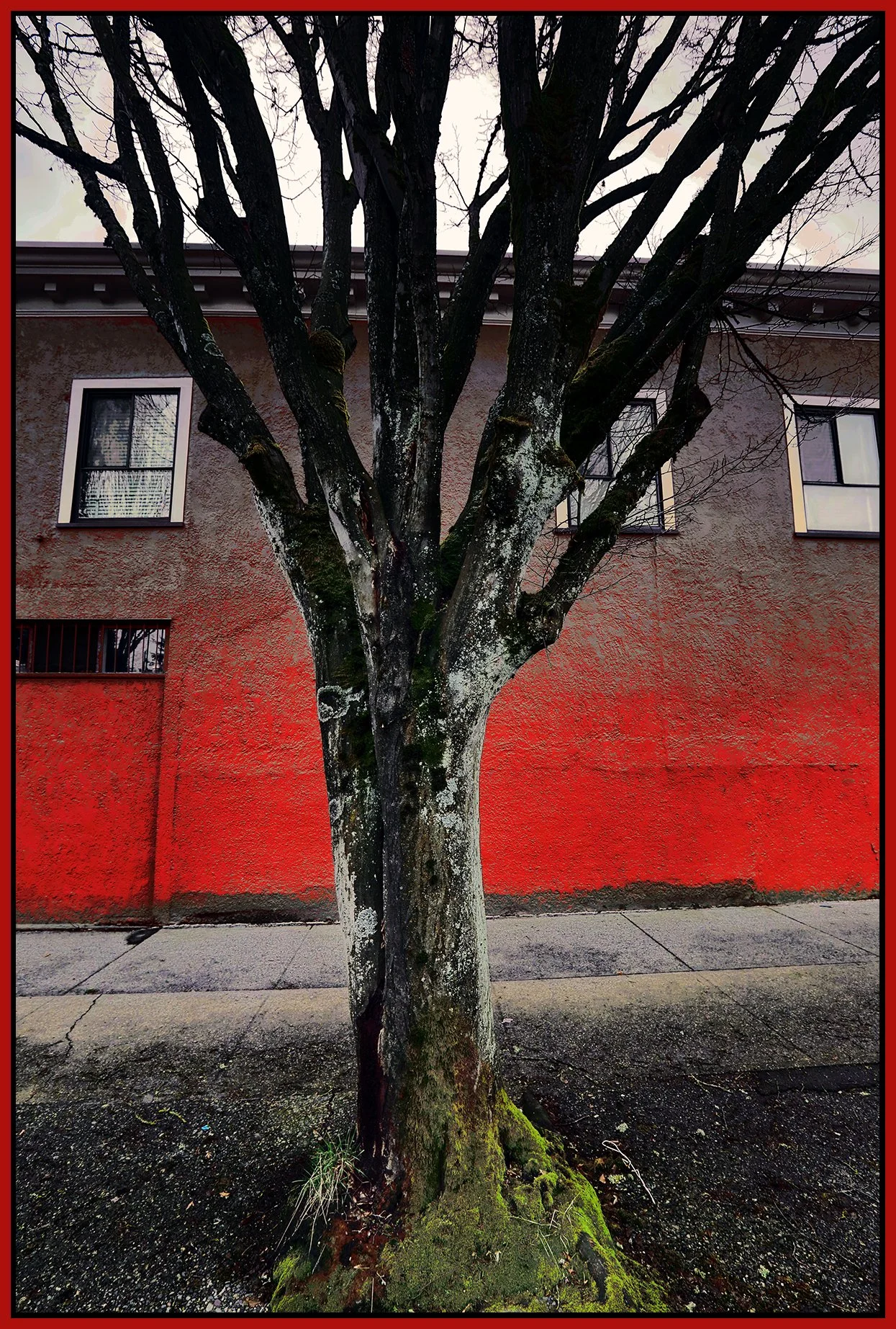 Benny's Mkt Tree_Mar 5_2023_HDR_5D5274_peSinCity_4x6s.jpg