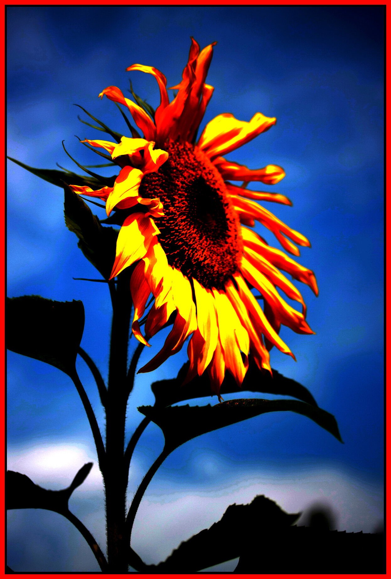 Sunflower_Sep 17 08_3218_1_4x6s.jpg