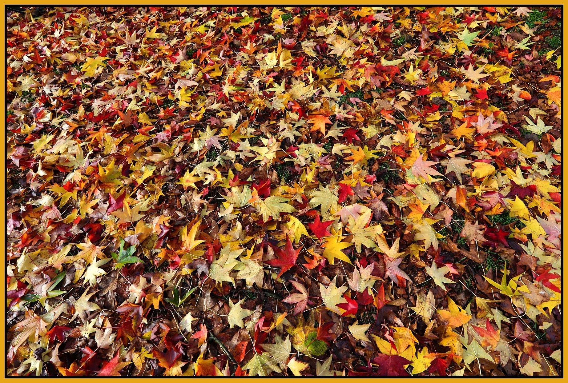 Stanley Park Fall Leaves_Nov 12_2023_HDR_5C9460_4x6s.jpg