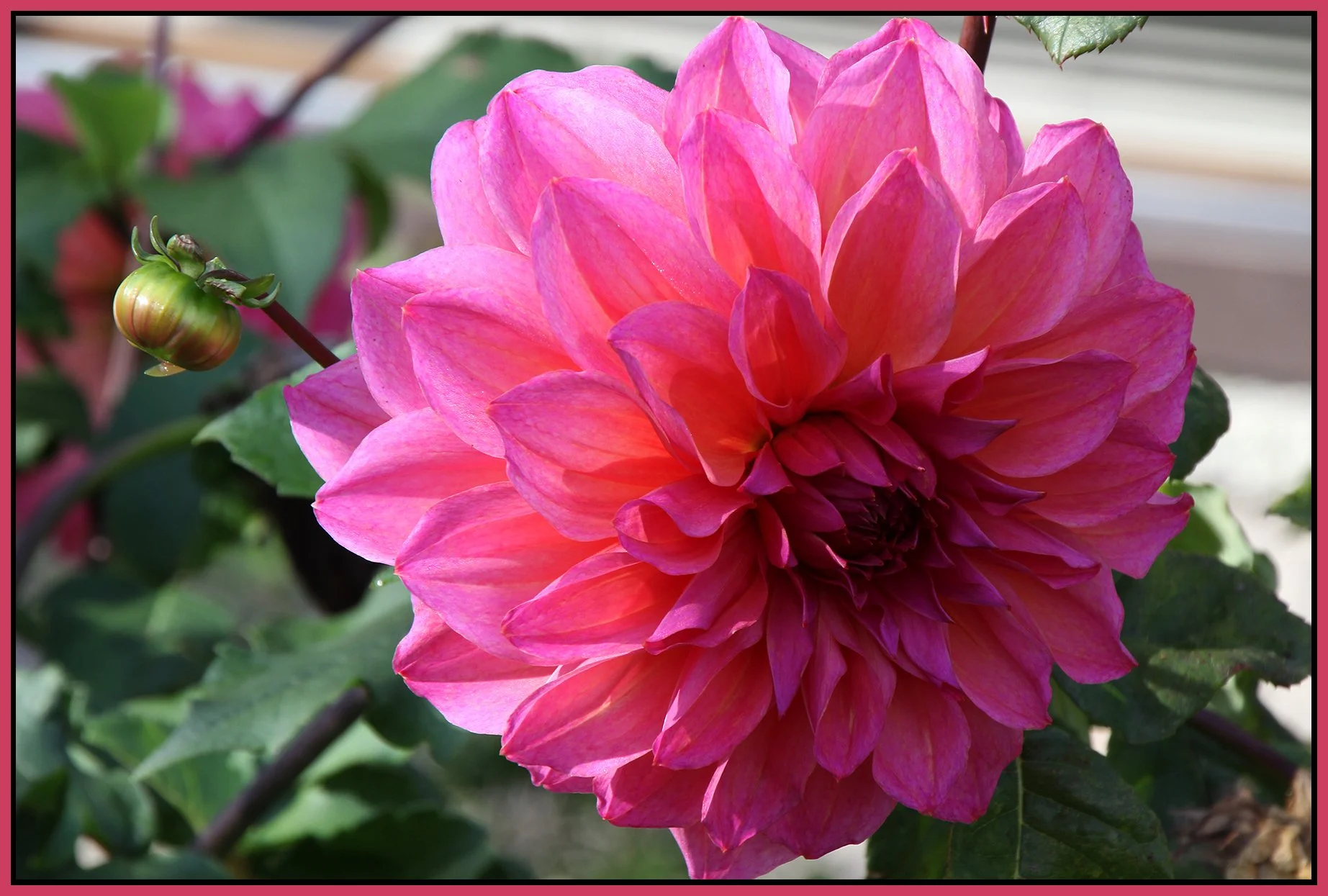 Flower_Oct 19_2010_2282_4x6s.jpg