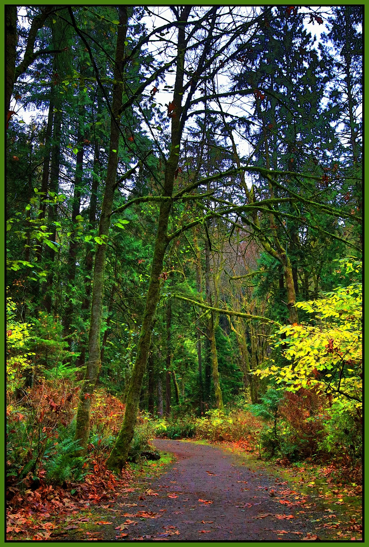Poco Trees_Nov 20_2022_HDR_4H4794_peUnderWaterRefr_NatBI_4x6s.jpg