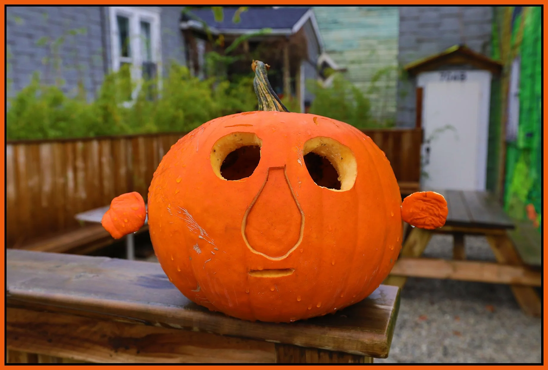 Pumpkin_Oct 27_2024_HDR_5E3639_4x6s.jpg