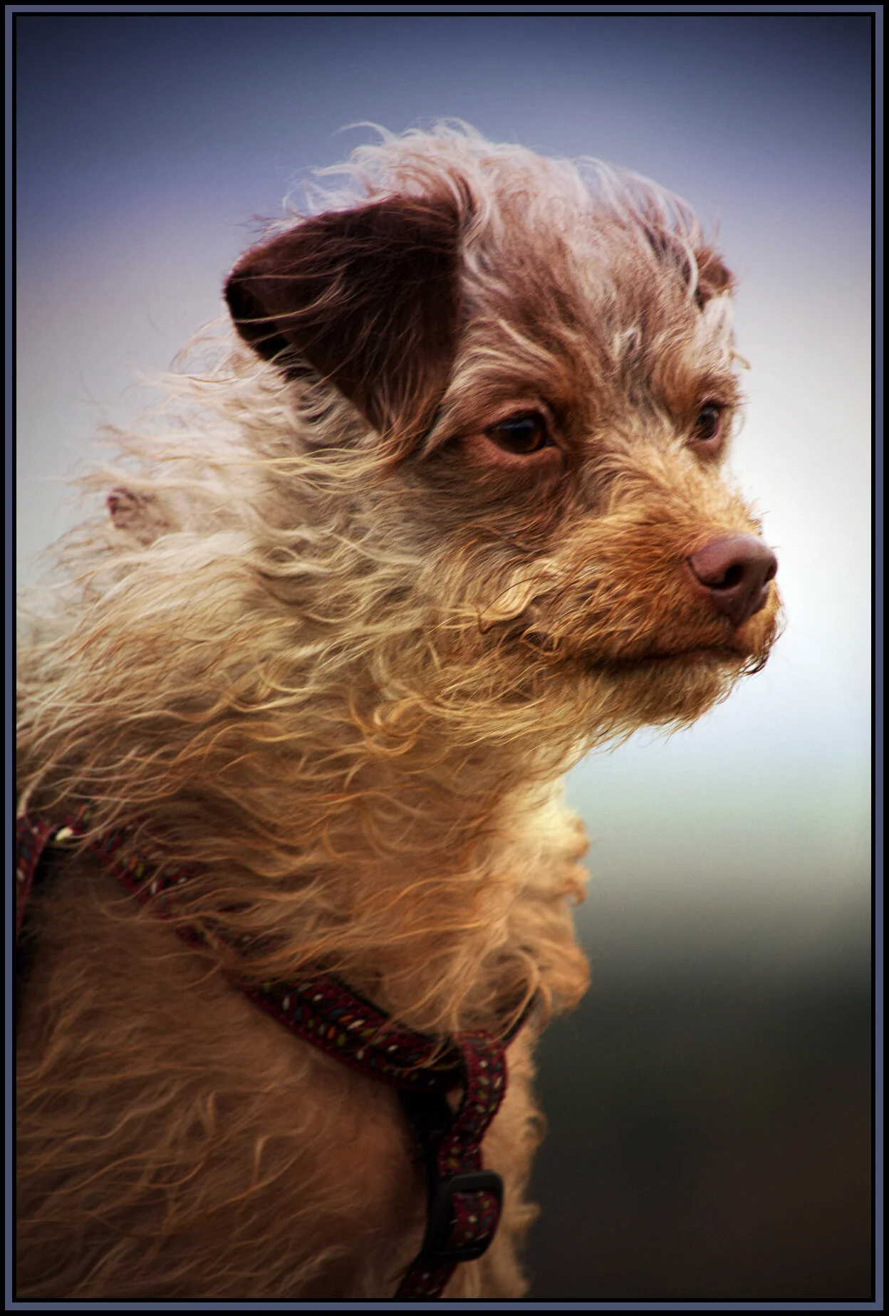Frances at Iona Beach_Mar 8_2016_8278_peIntSunSt_4x6s.jpg