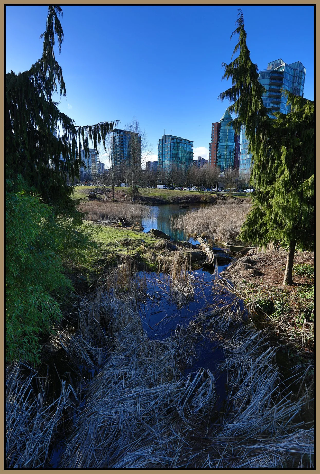 Devonian Pk Bullrushes_Feb 21_2023_HDR_5D4338_4x6s.jpg