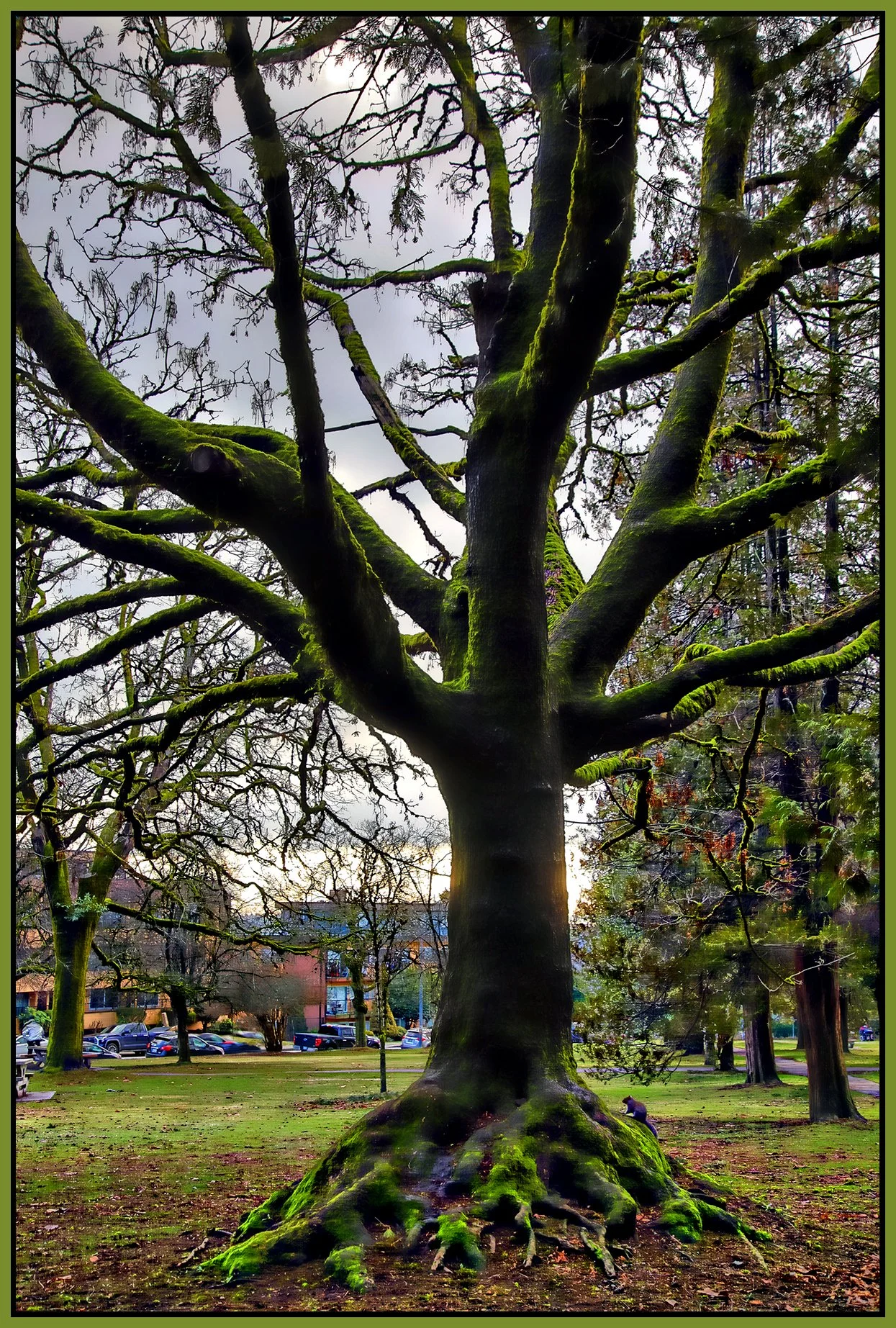 Moody Park Trees_Jan 19_2023_HDR_4H5332_peHdr2013_1_4x6s.jpg