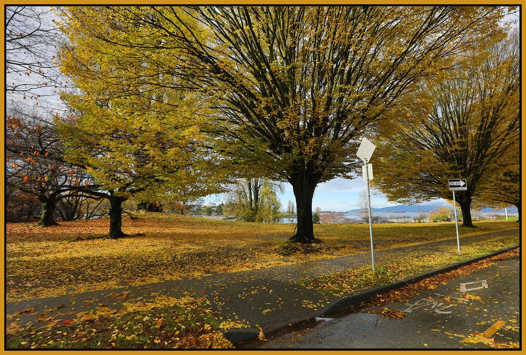 Beach Ave Trees_Nov 12_2023_HDR_5C9412_4x6s.jpg