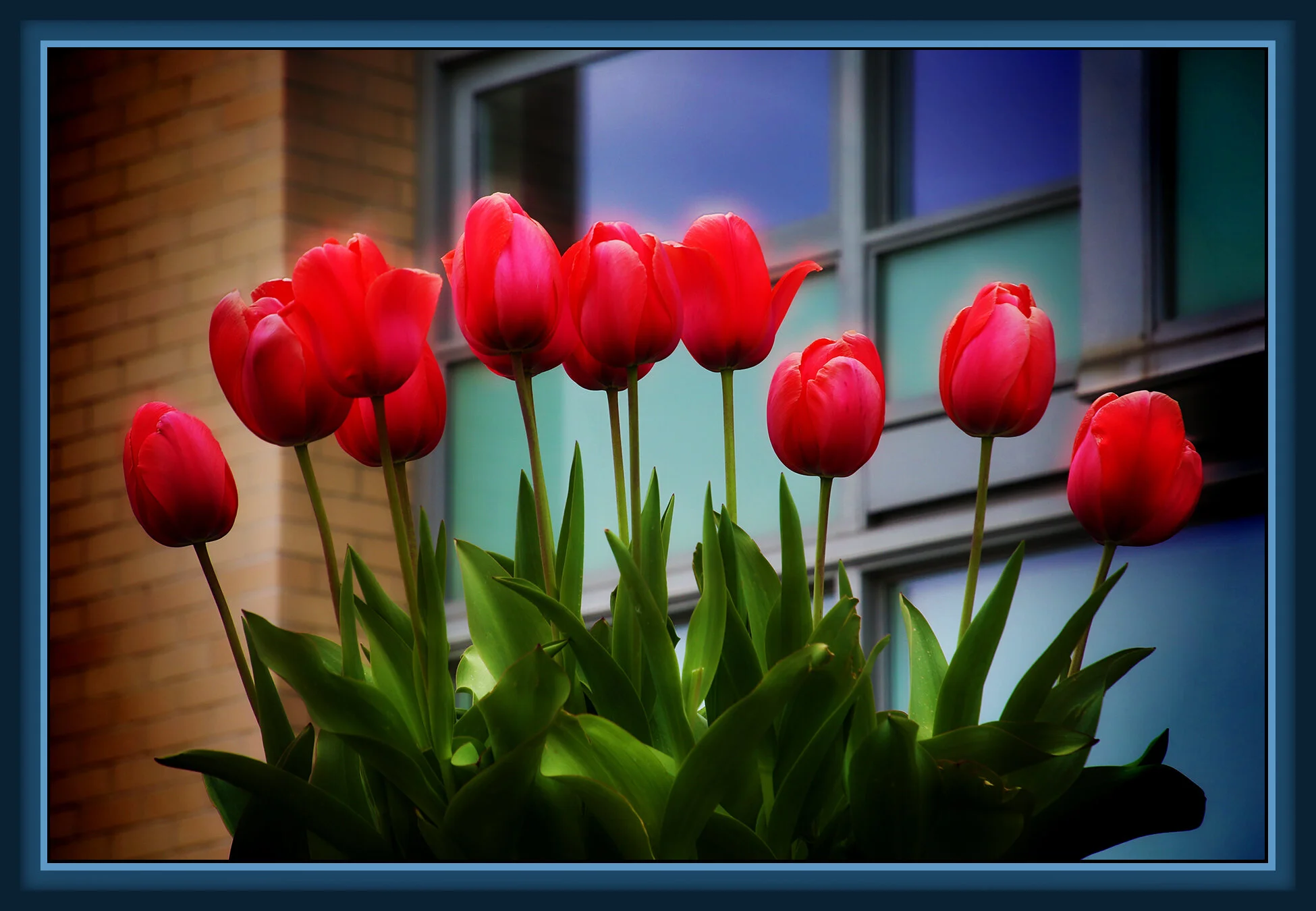 Flowers Tulips_Apr 20_2020_HDR_3B3727_peSat&Glo_Vdm_4x6s.jpg