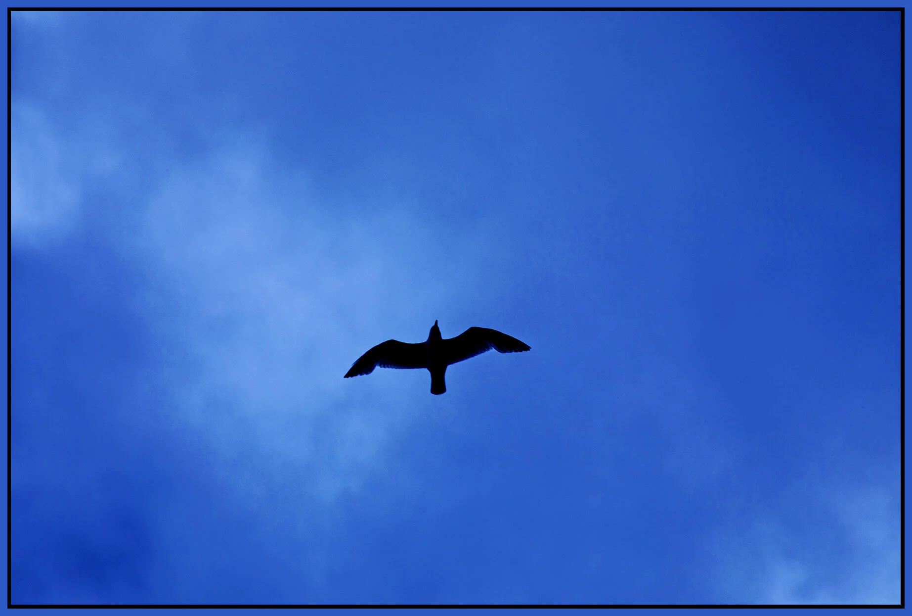 Seagull_Jun 15_2021_CR2_5A8504_peCB-AddBlu_SkyonFire_4x6s.jpg