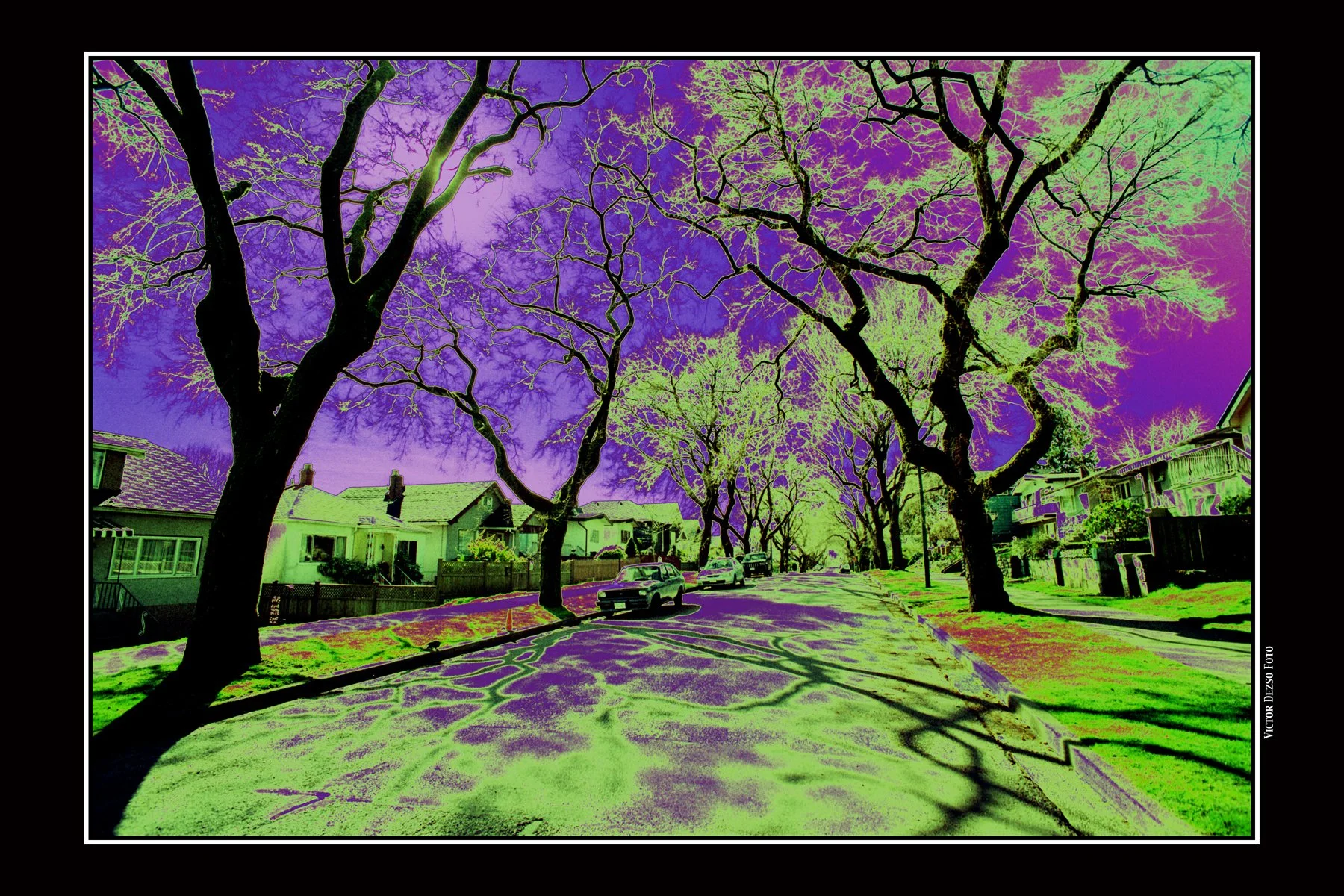 E7th Trees_4_7_02_6_1_4x6.jpg