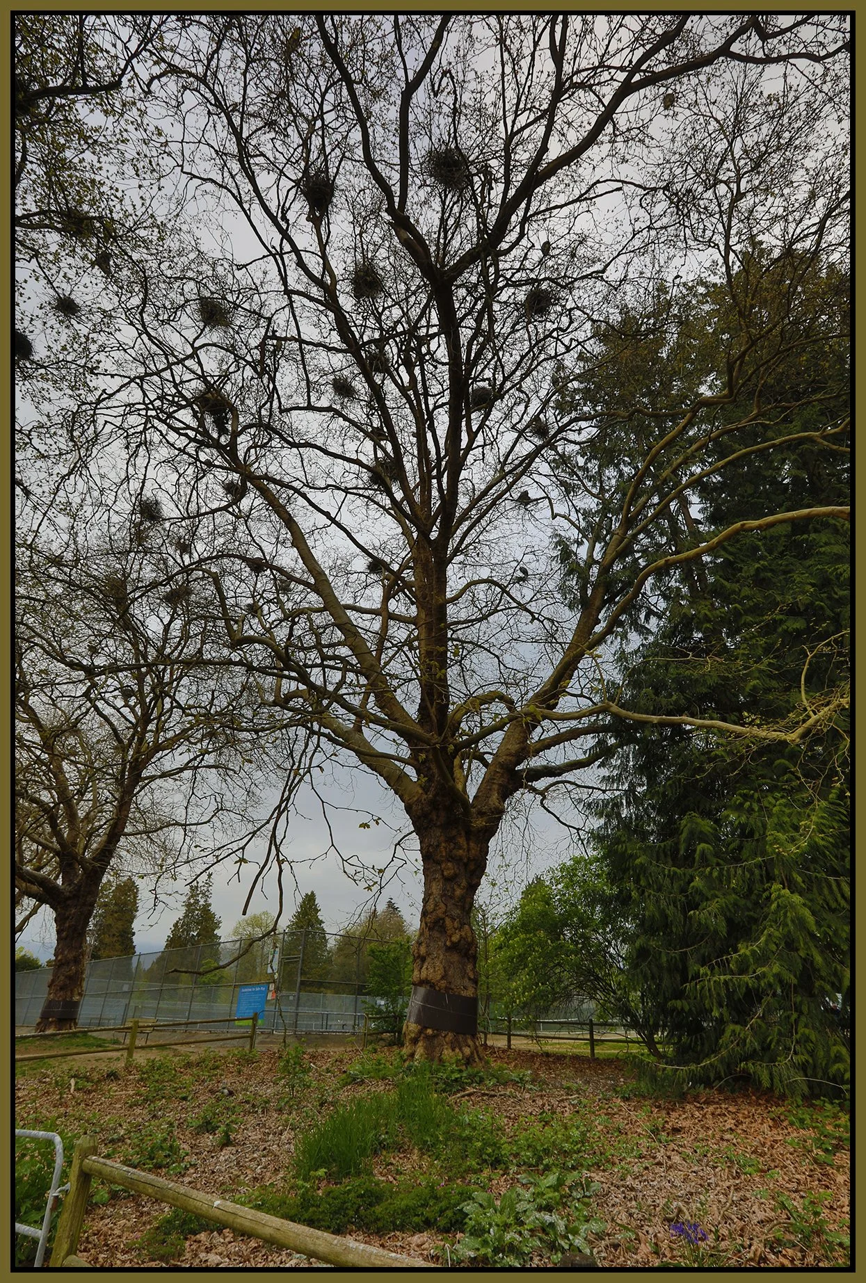 Stanley Park Tree_Apr 23_2021_HDR_5A0438_4x6s.jpg